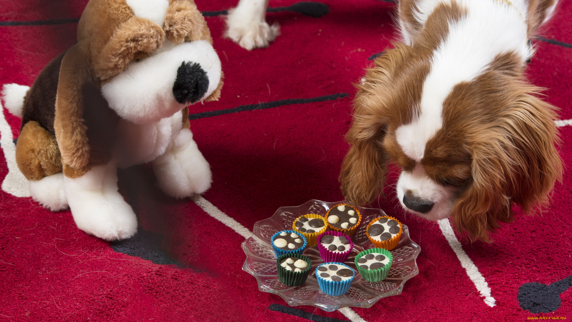 животные, собаки, тарелка, пирожные, собака, мишка