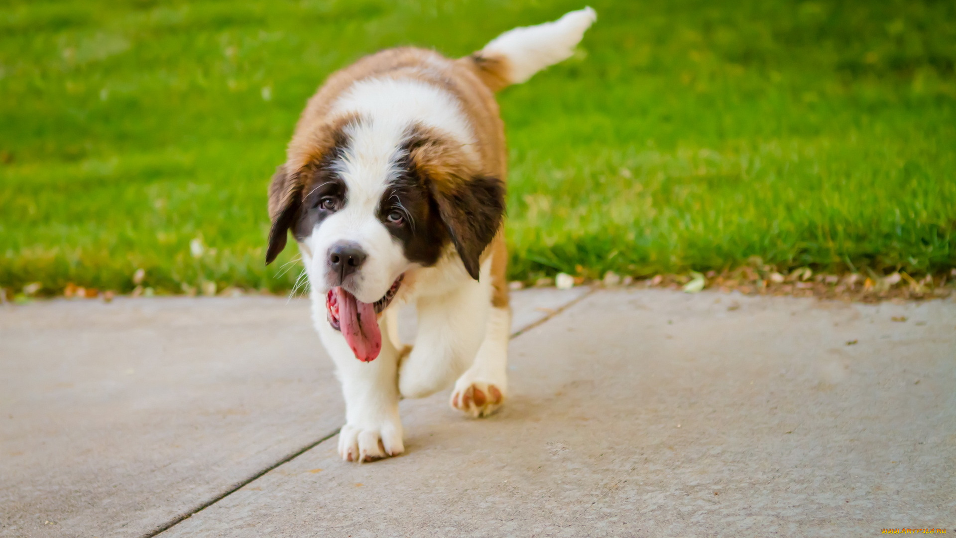 животные, собаки, язык, взгляд