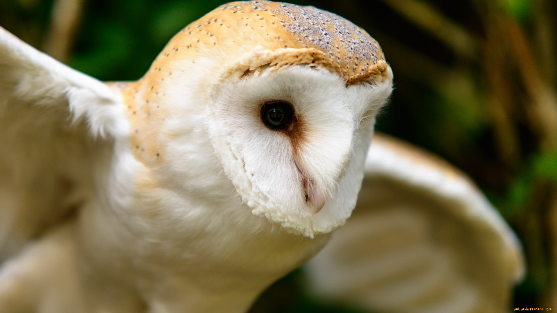 животные, совы, птица, полет, сова