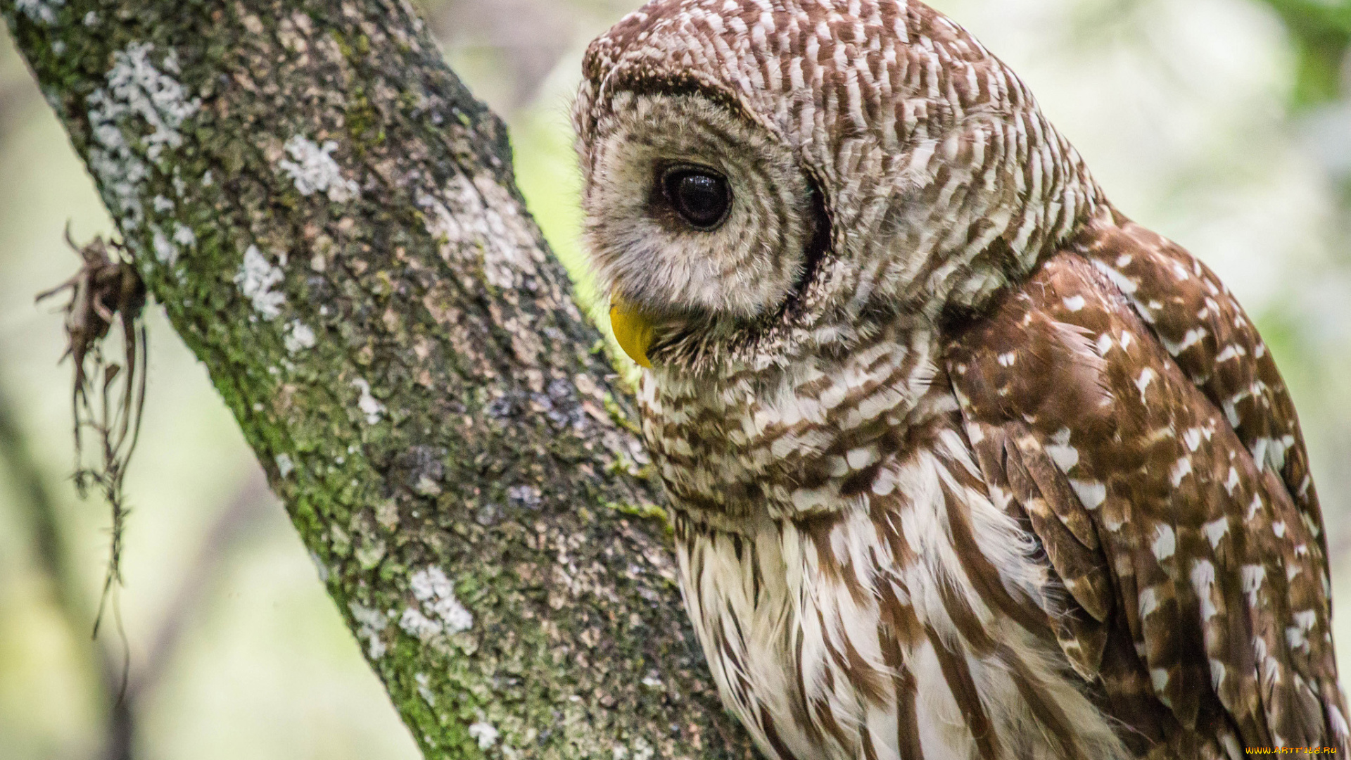 животные, совы, сова, дерево