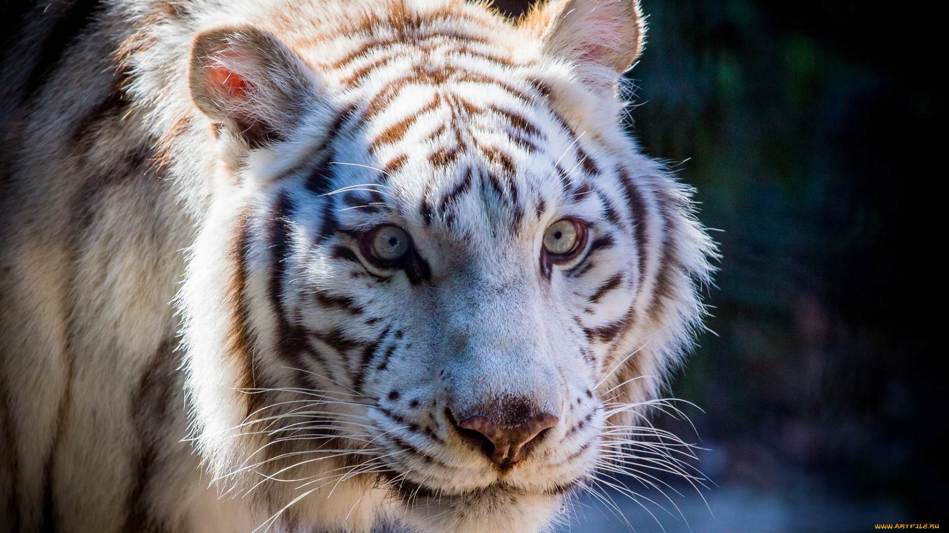 животные, тигры, морда, кошка