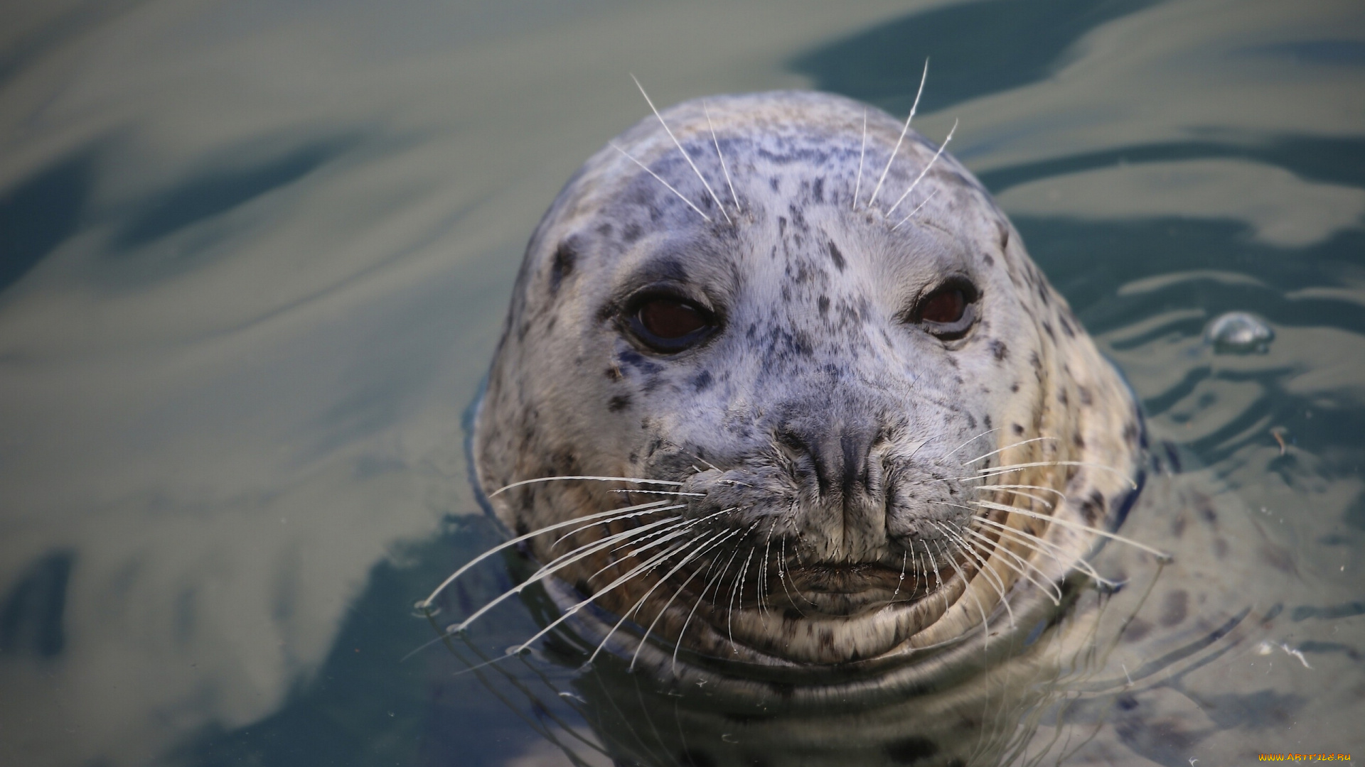 животные, тюлени, , морские, львы, , морские, котики, вода, усы, морда, тюлень
