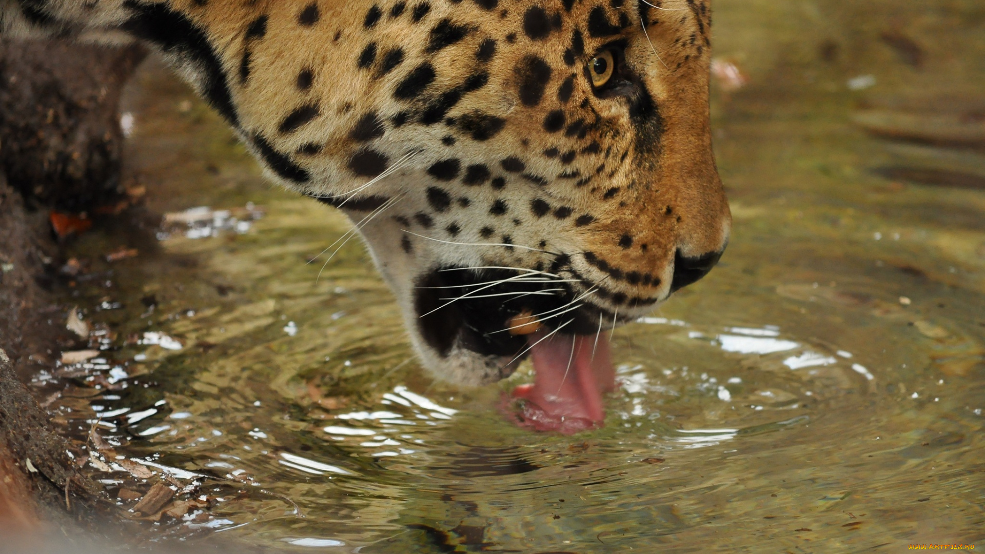 животные, Ягуары, профиль, водопой, вода, морда, язык, кошка