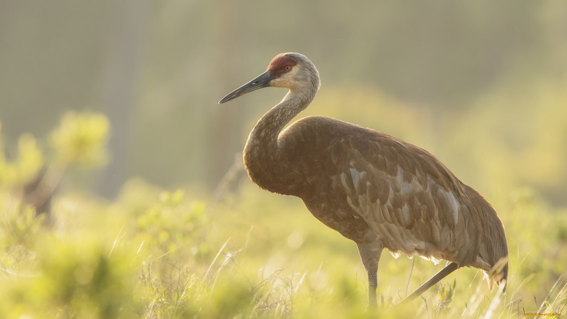 животные, журавли, клюв