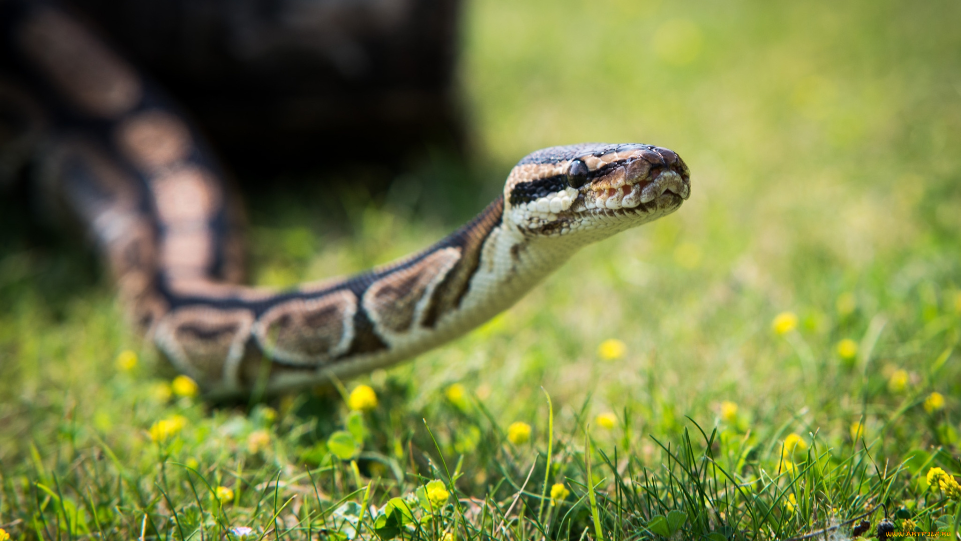 животные, змеи, , питоны, , кобры, змея, трава