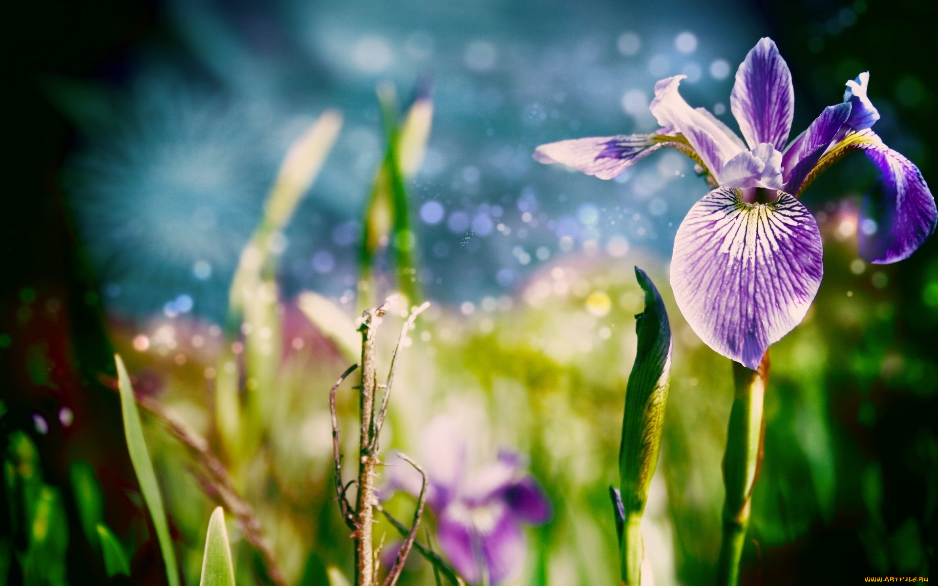 цветы, ирисы, ирис