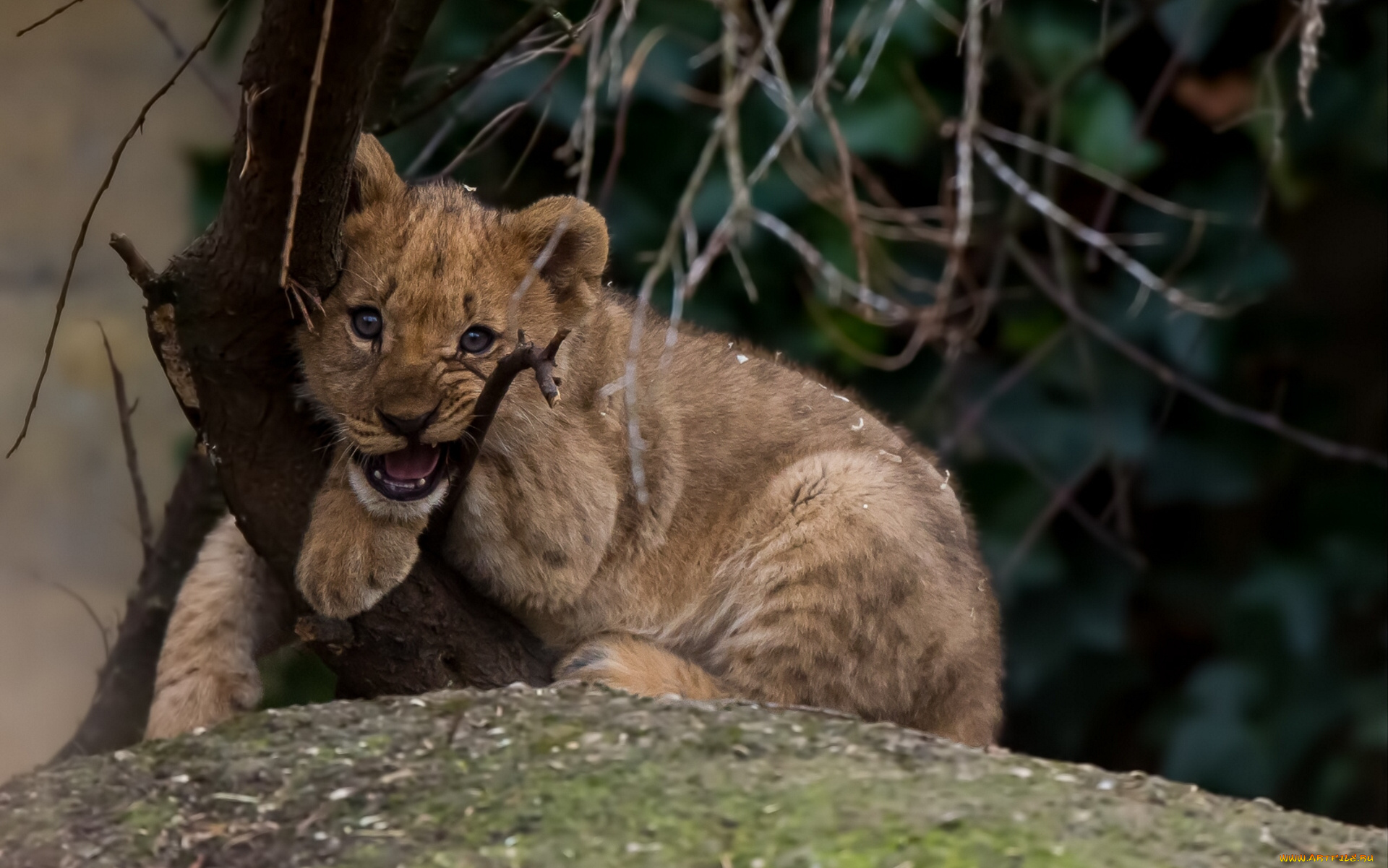 животные, львы, малыш, львёнок, котёнок