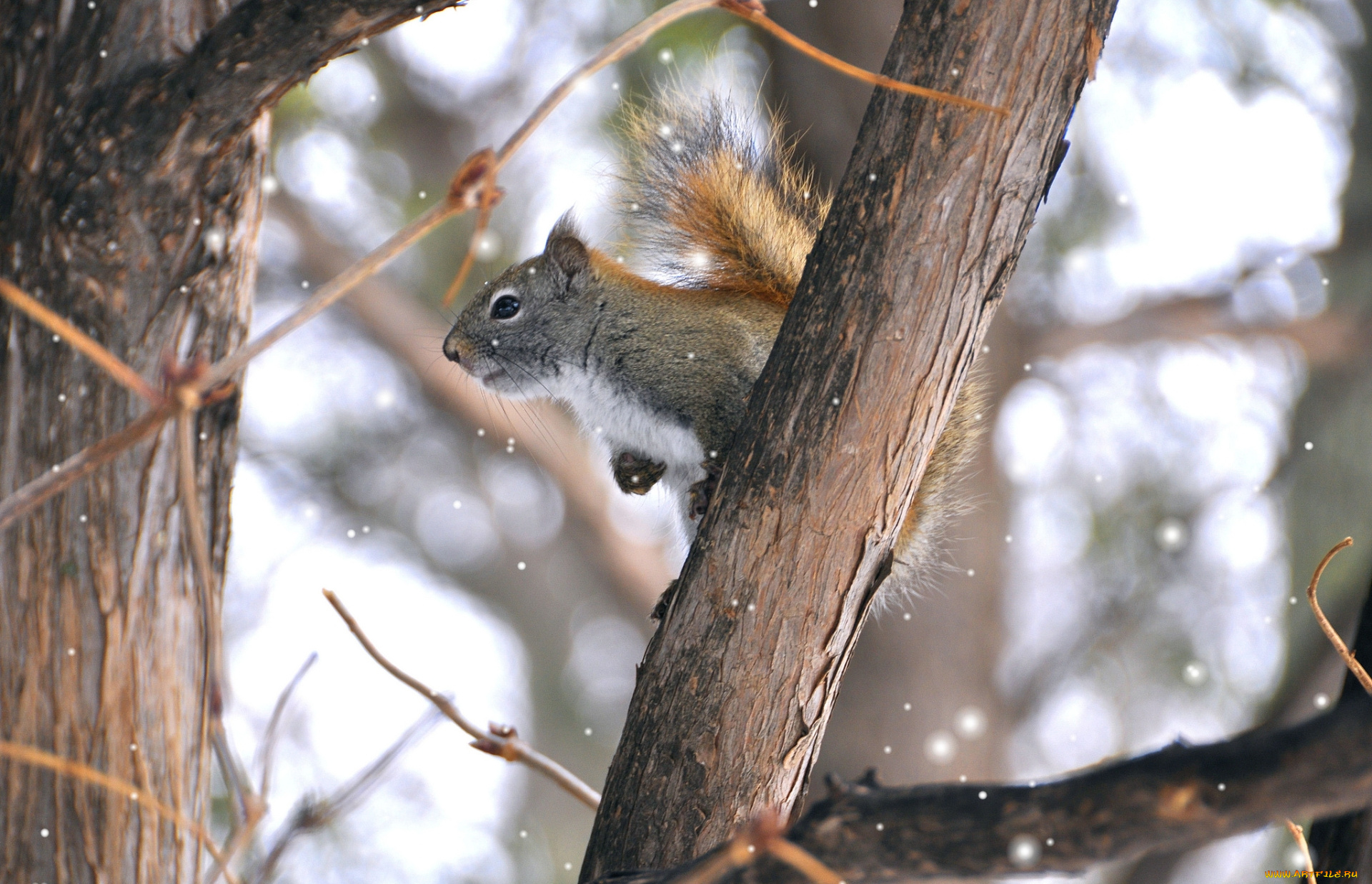 животные, белки, дерево, белка