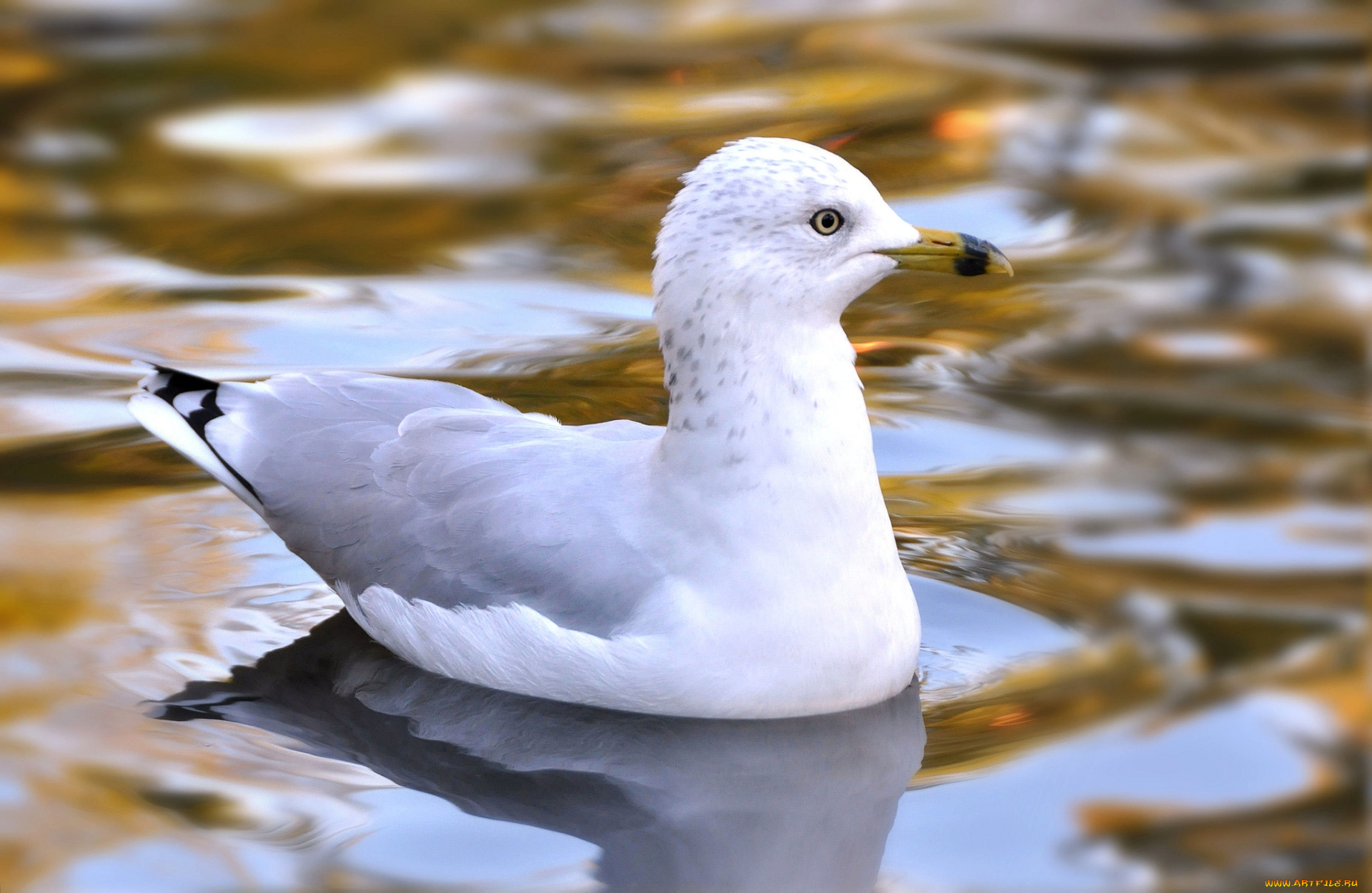 животные, Чайки, , бакланы, , крачки, птица, чайка, вода