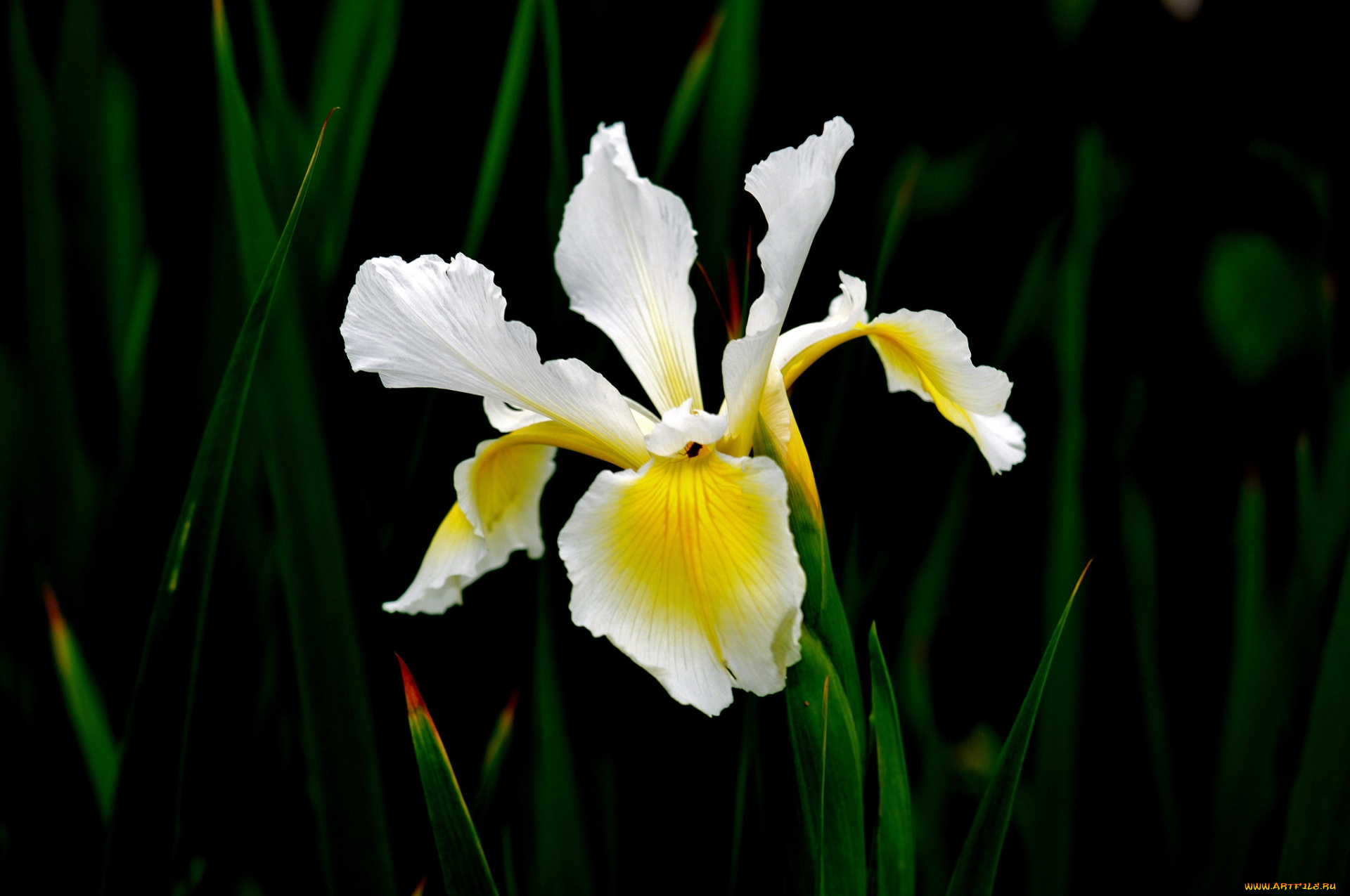 цветы, ирисы, ирис