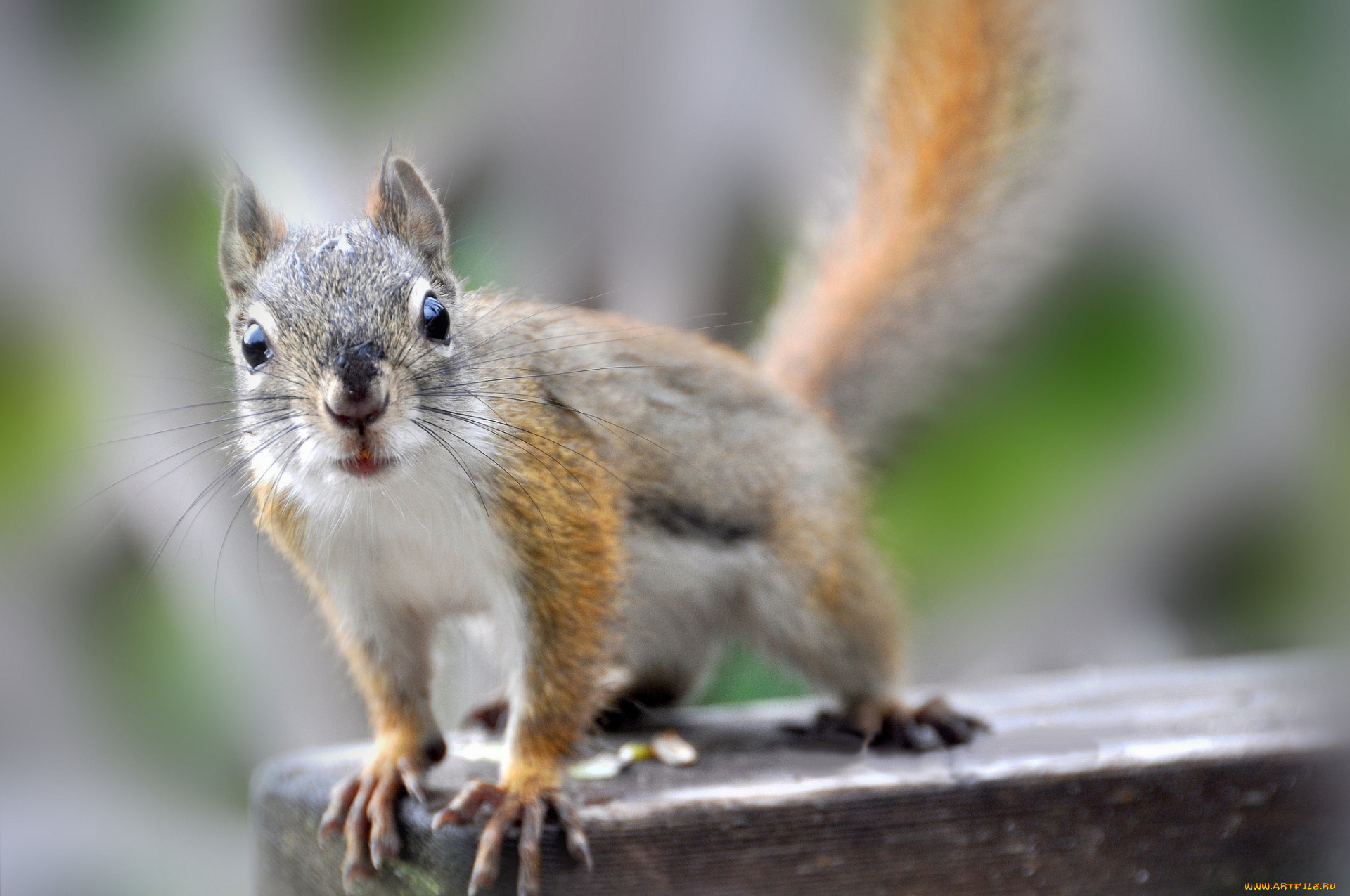 животные, белки, доска, белка