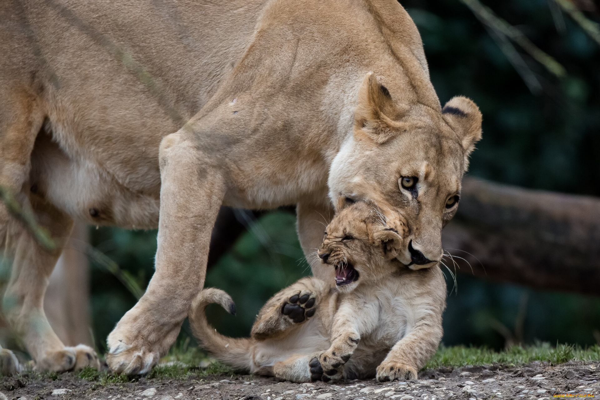 животные, львы, воспитание, малыш, котёнок, львёнок, львица