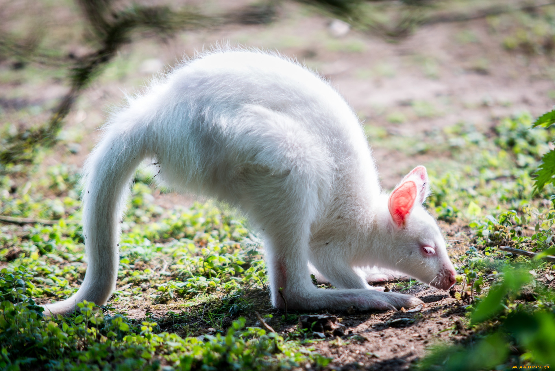 животные, кенгуру, маленький, трава