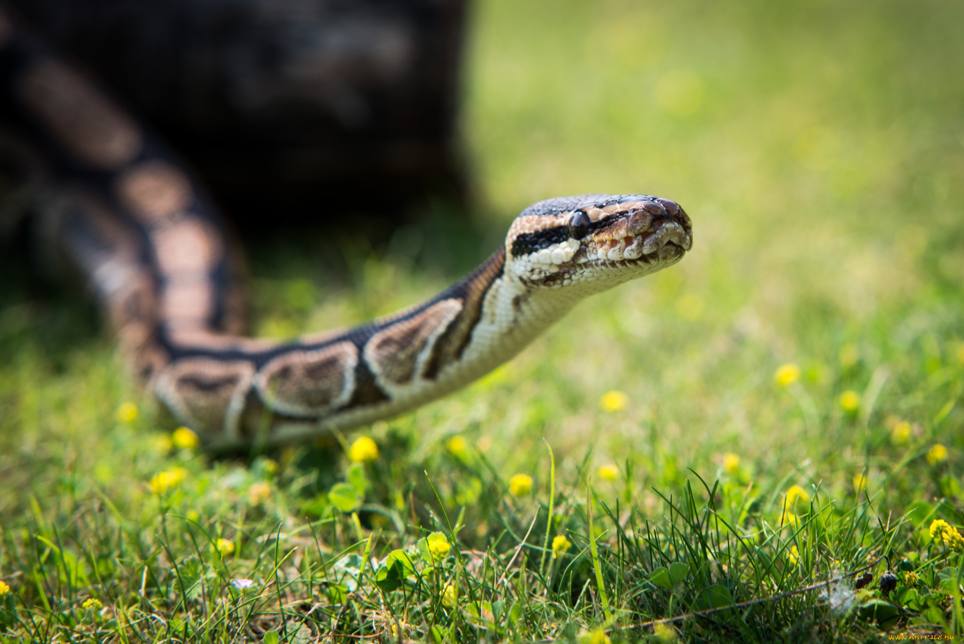 животные, змеи, , питоны, , кобры, змея, трава