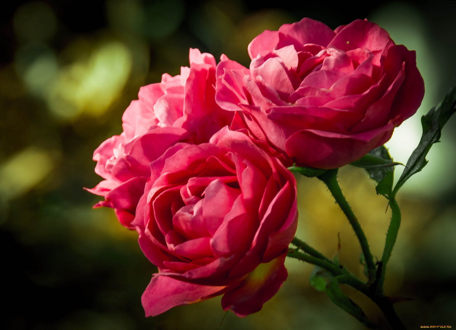 цветы, розы, макро