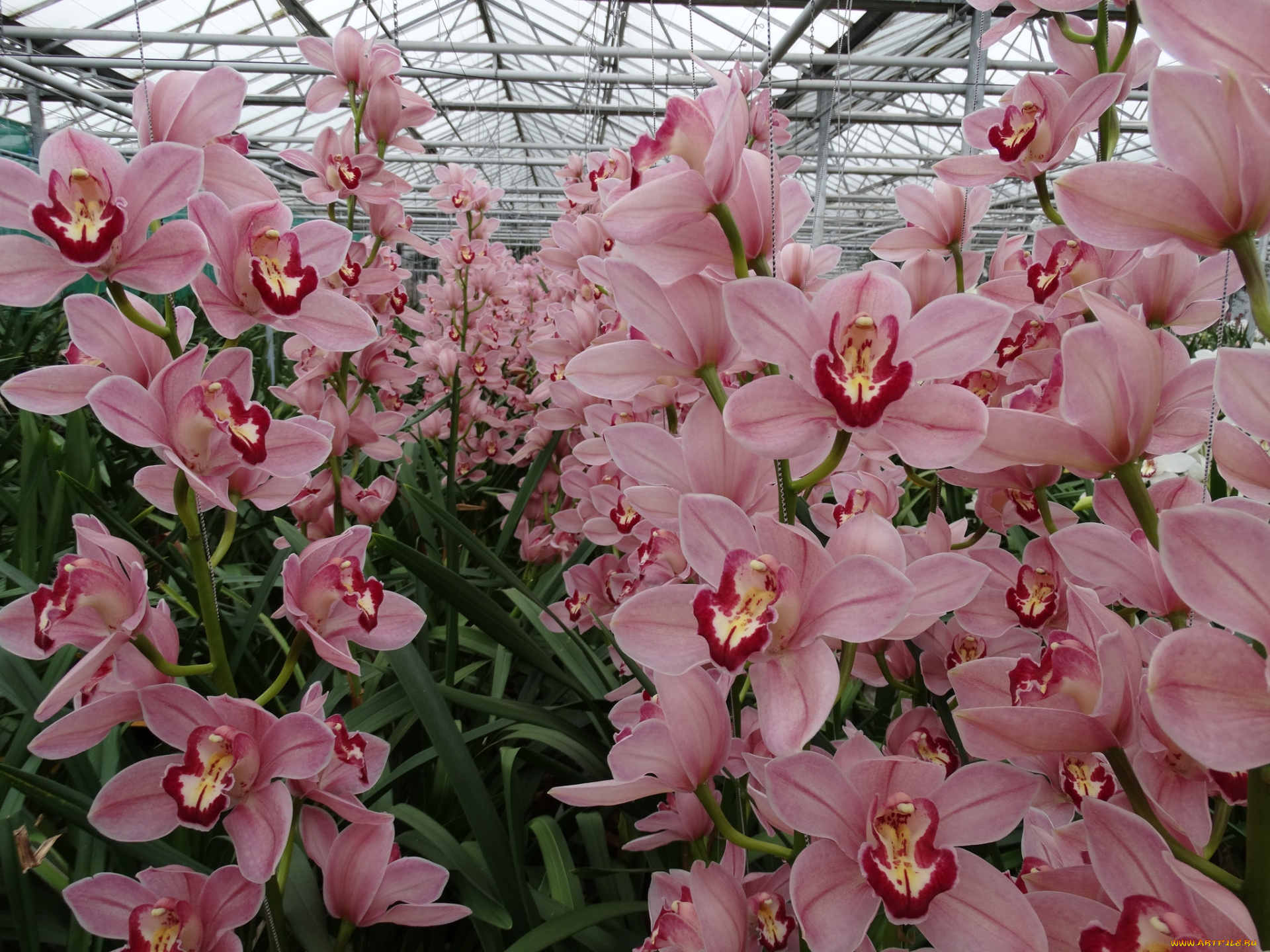 цветы, орхидеи, орхидея