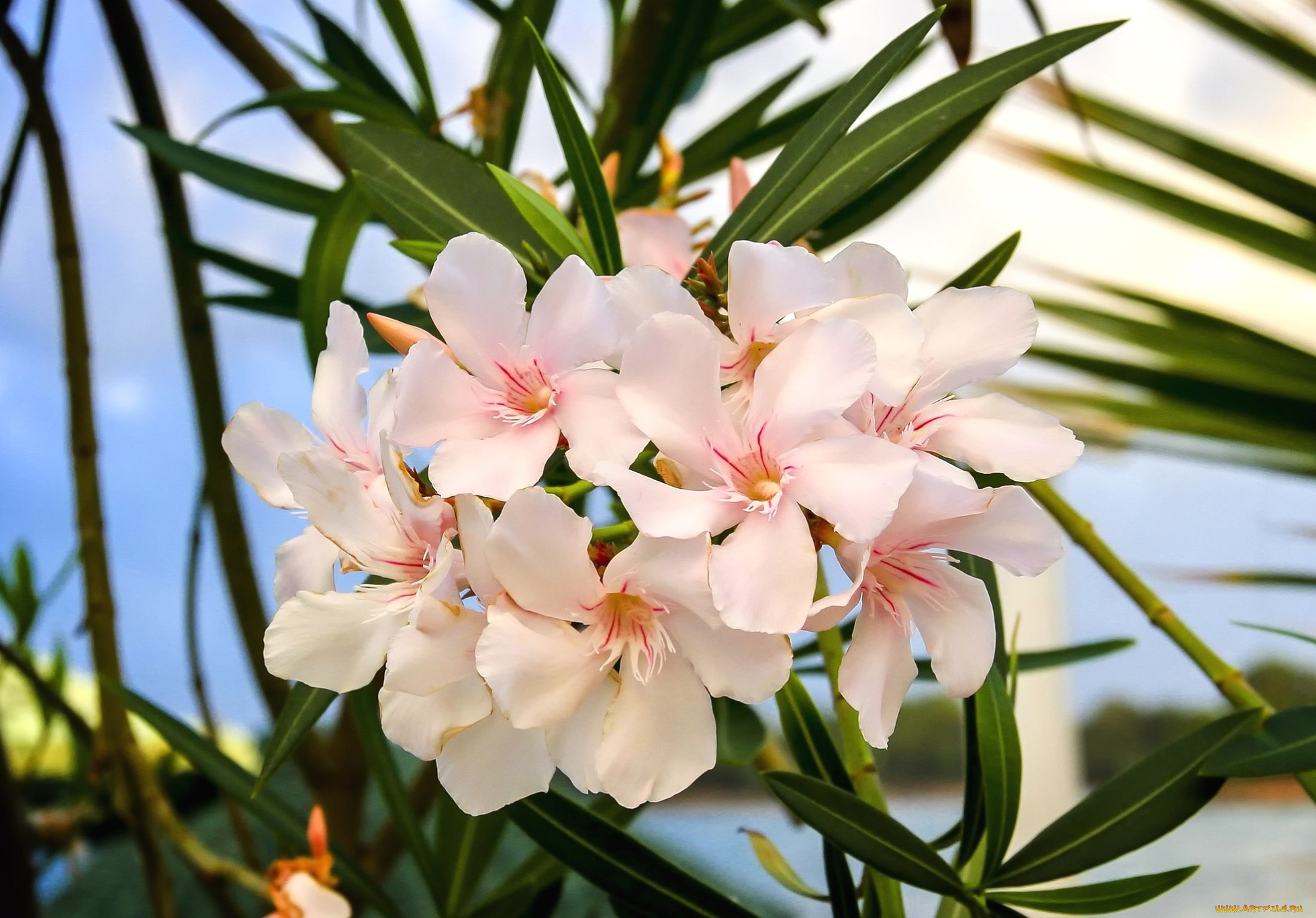 цветы, олеандры, тропики