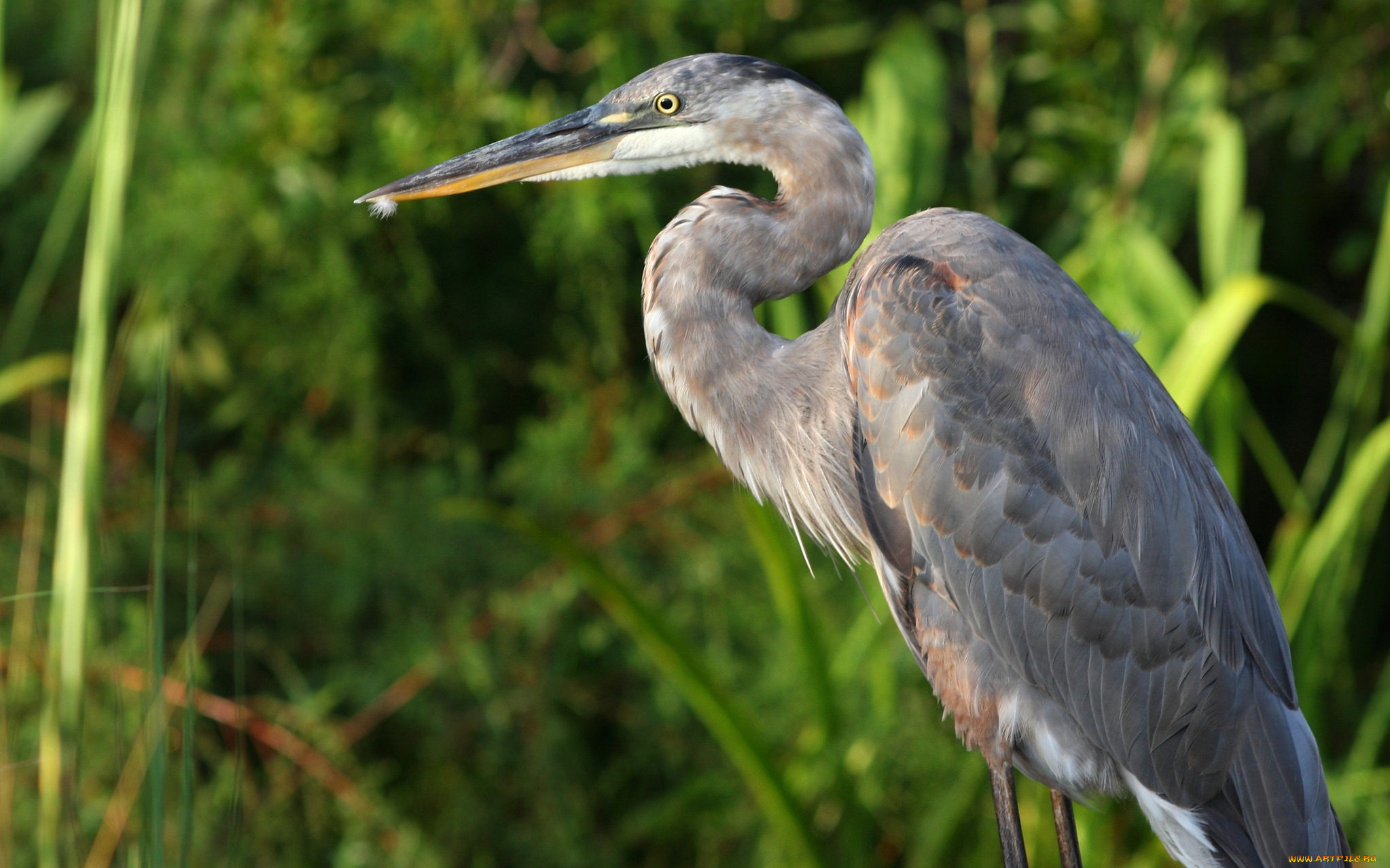 животные, цапли, серая, цапля