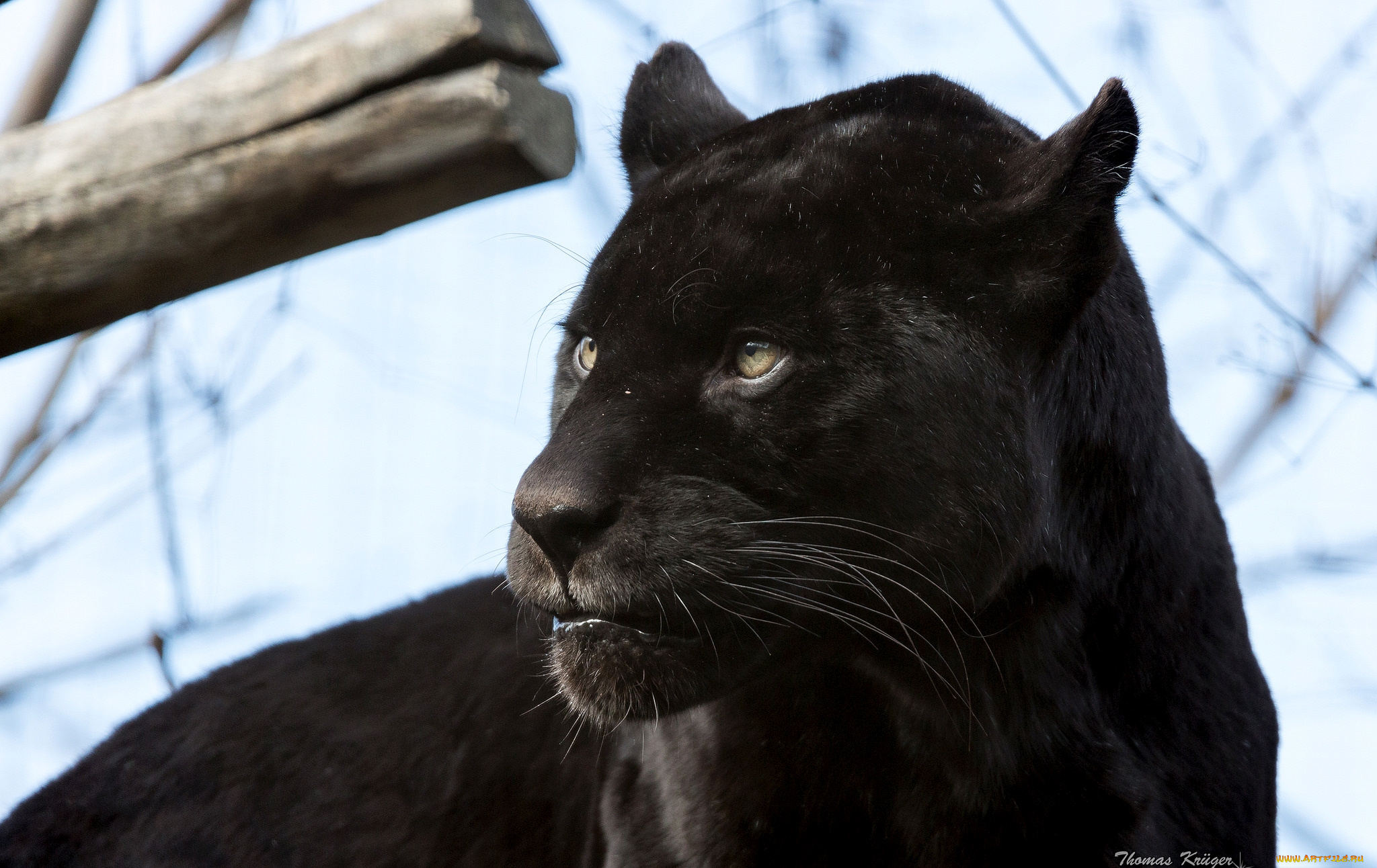 животные, пантеры, портрет