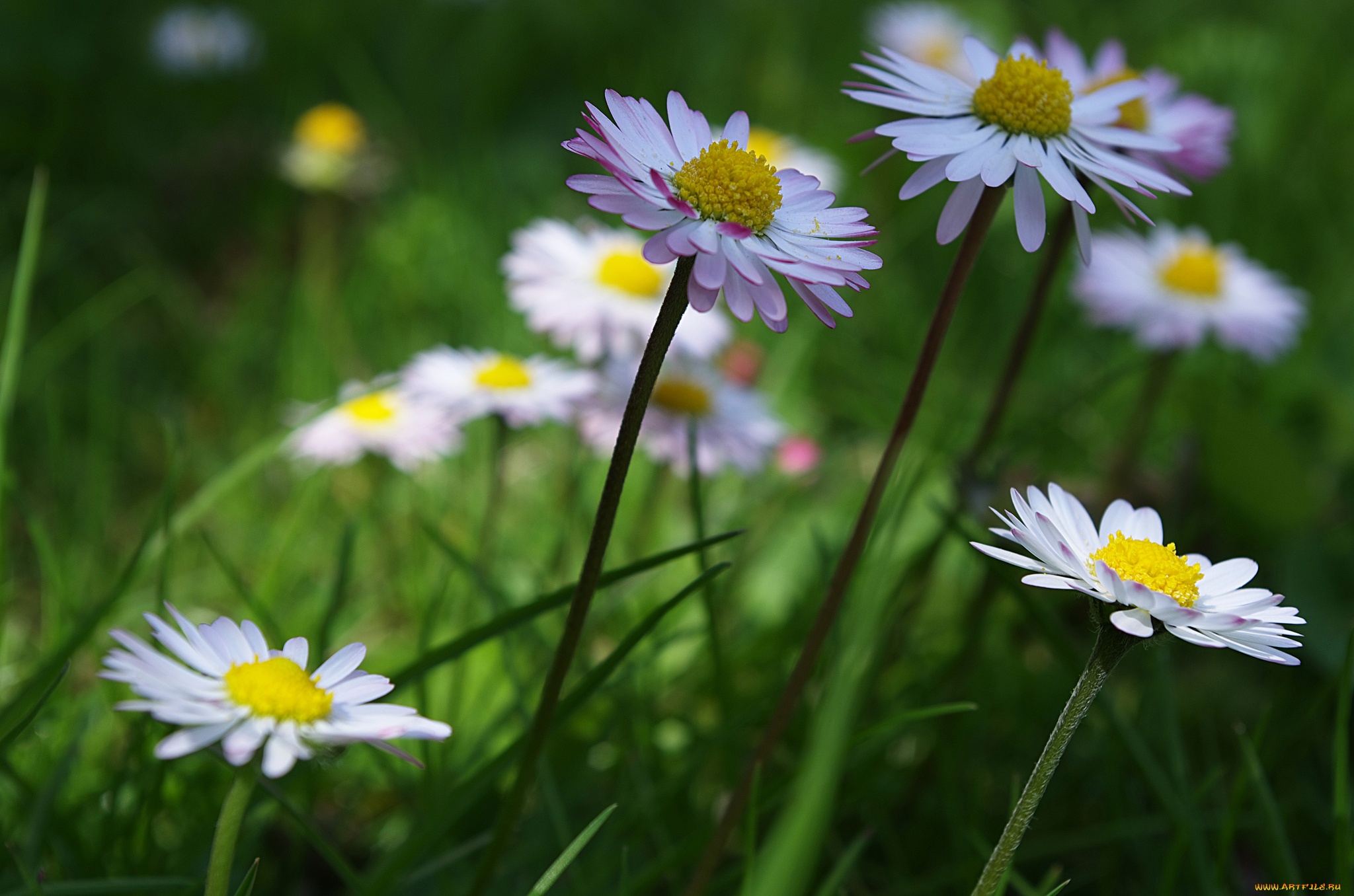 цветы, маргаритки, ромашки, трава