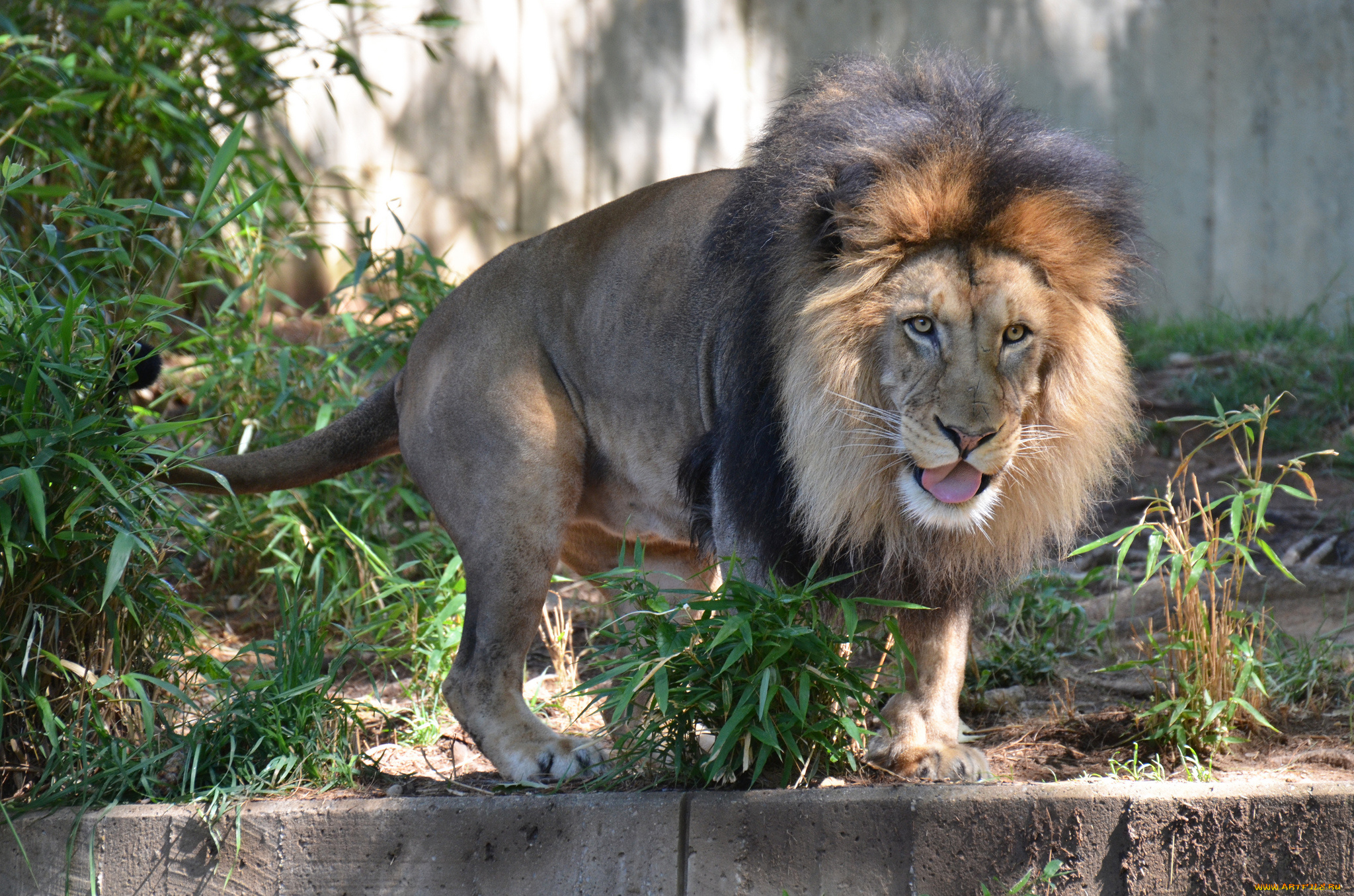 животные, львы, вольер, грива, лев