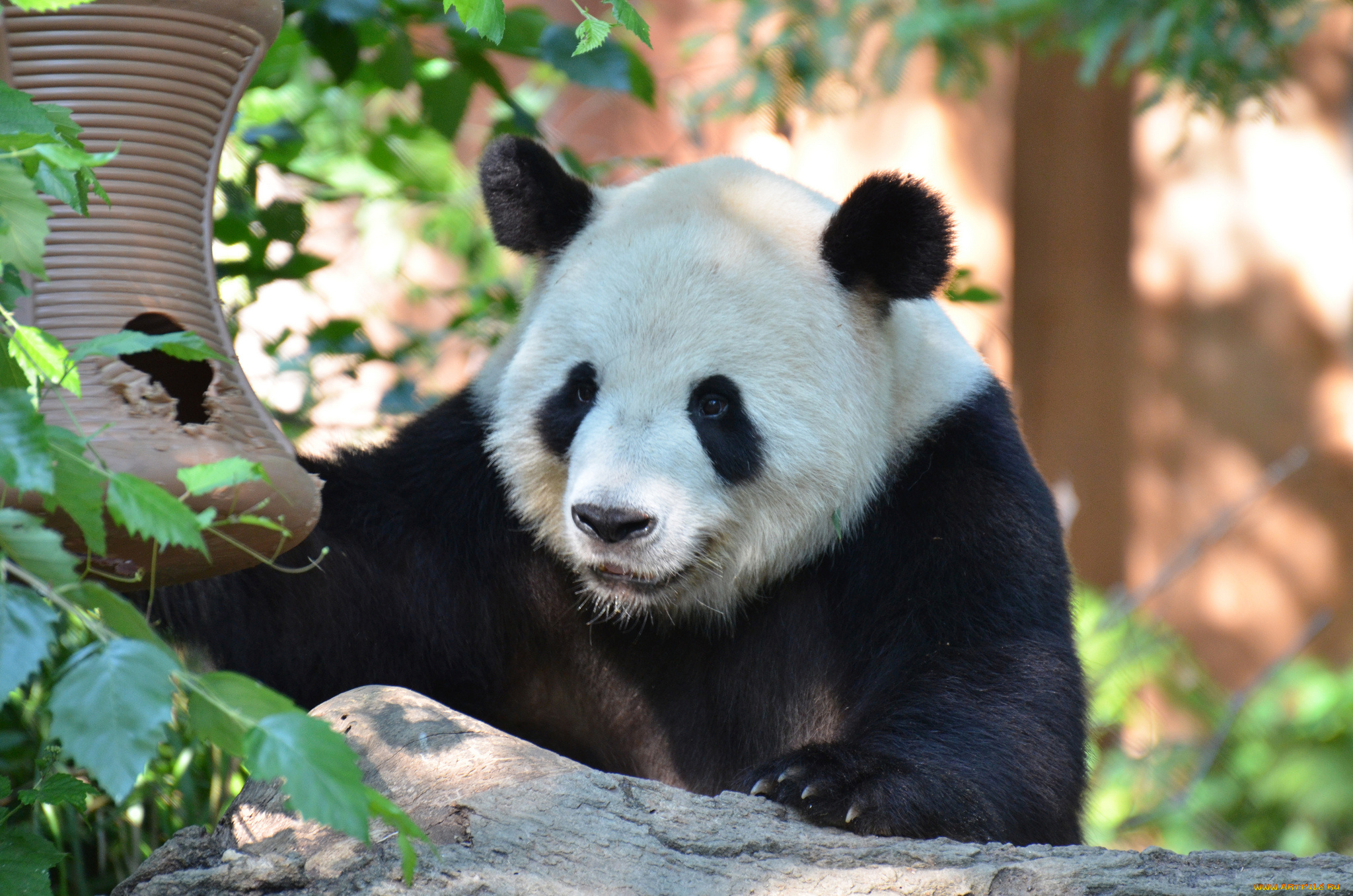 животные, панды, панда, медвежонок