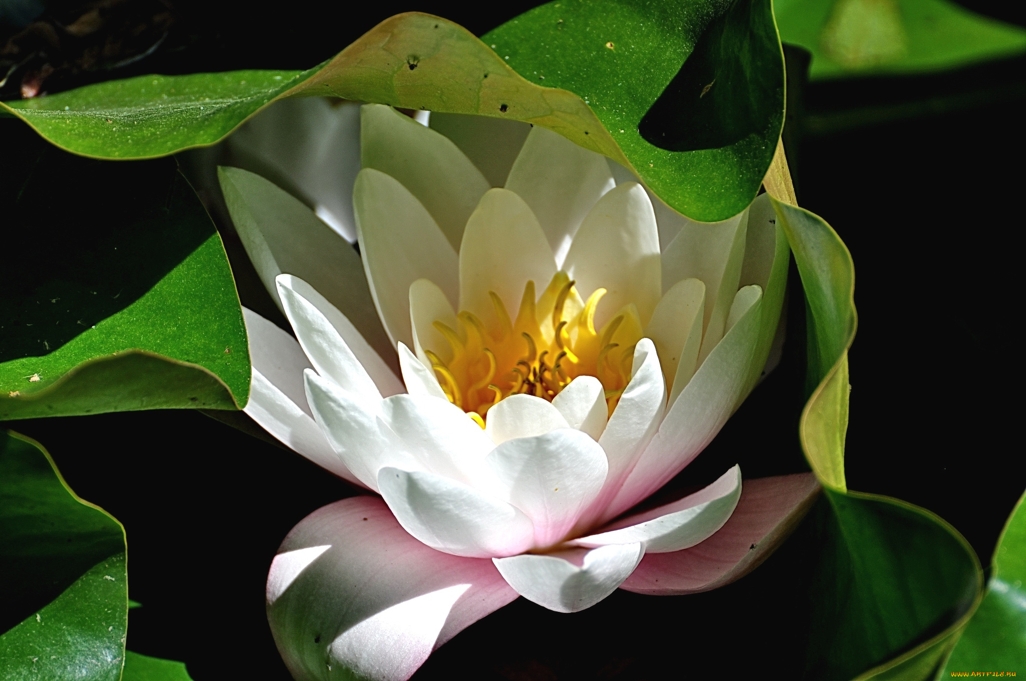 цветы, лилии, водяные, , нимфеи, , кувшинки, макро