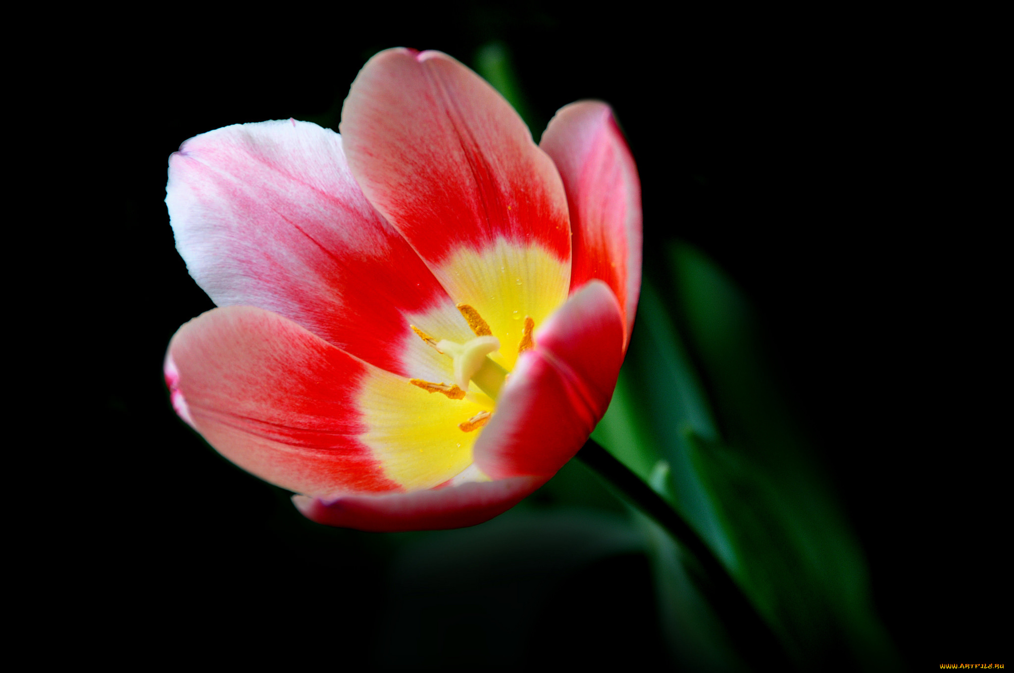 цветы, тюльпаны, макро