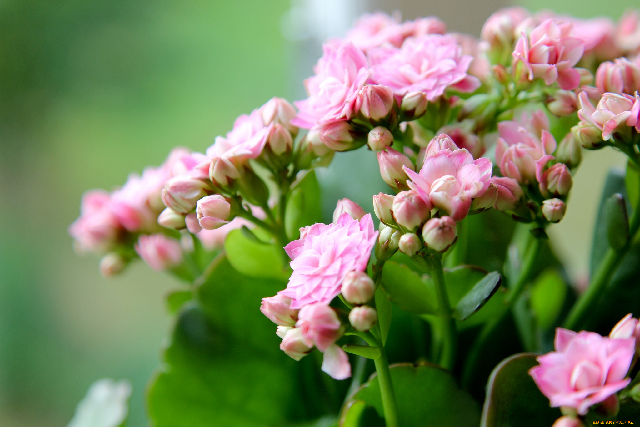 цветы, каланхоэ, макро