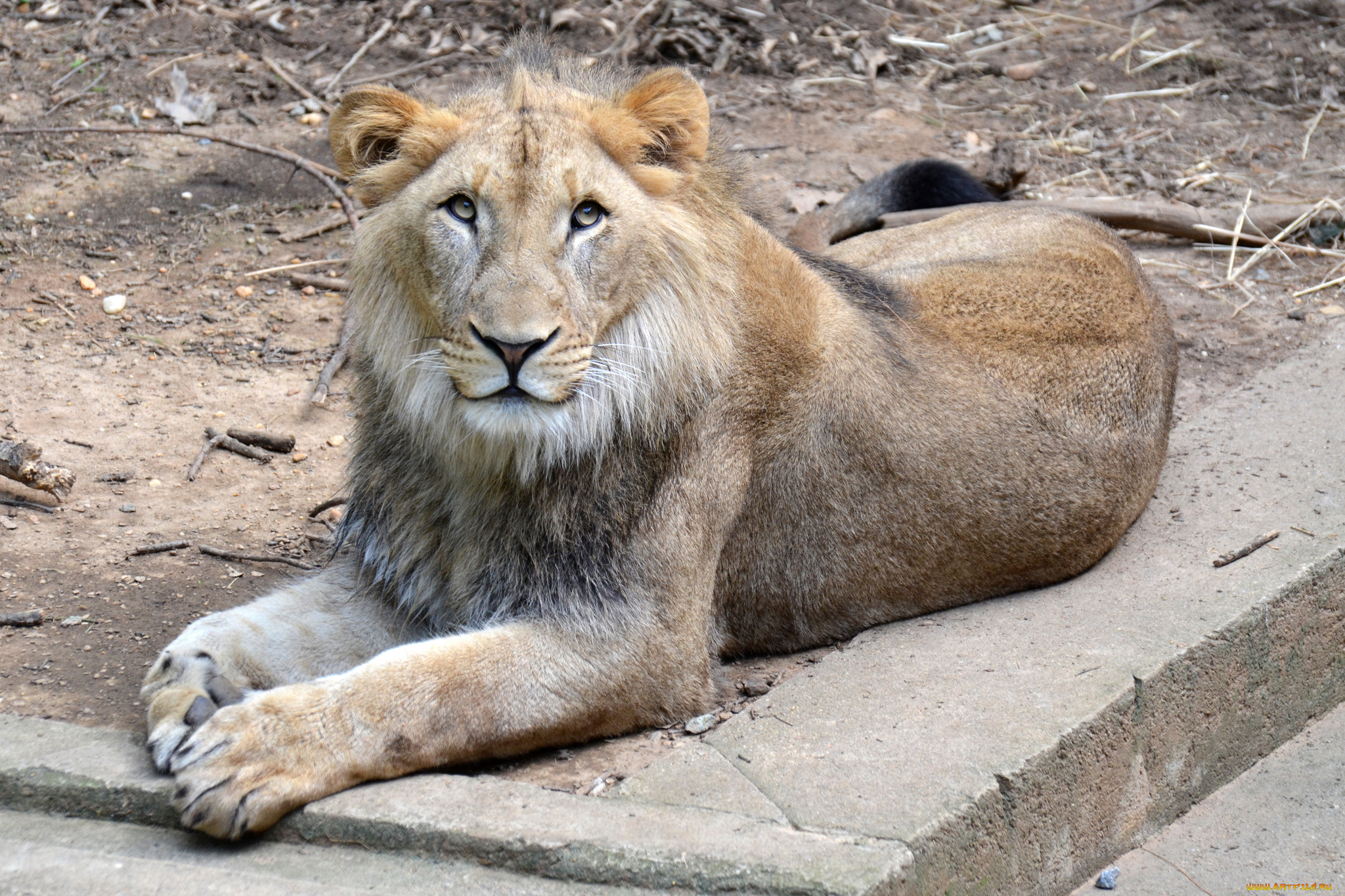 животные, львы, грива, лев, вольер