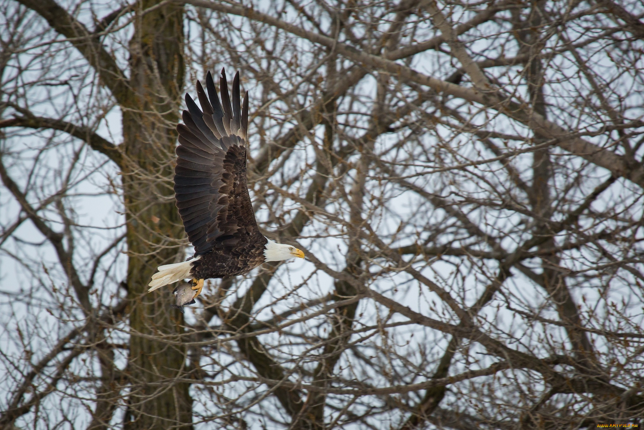 белоголовый, орлан, животные, птицы, -, хищники, орлан, добыча, рыба, крылья, полет