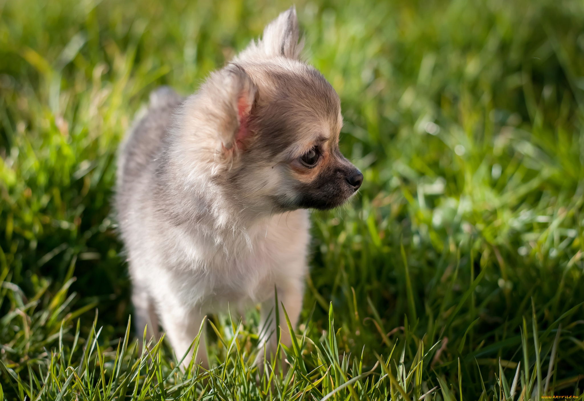 животные, собаки, собака, трава