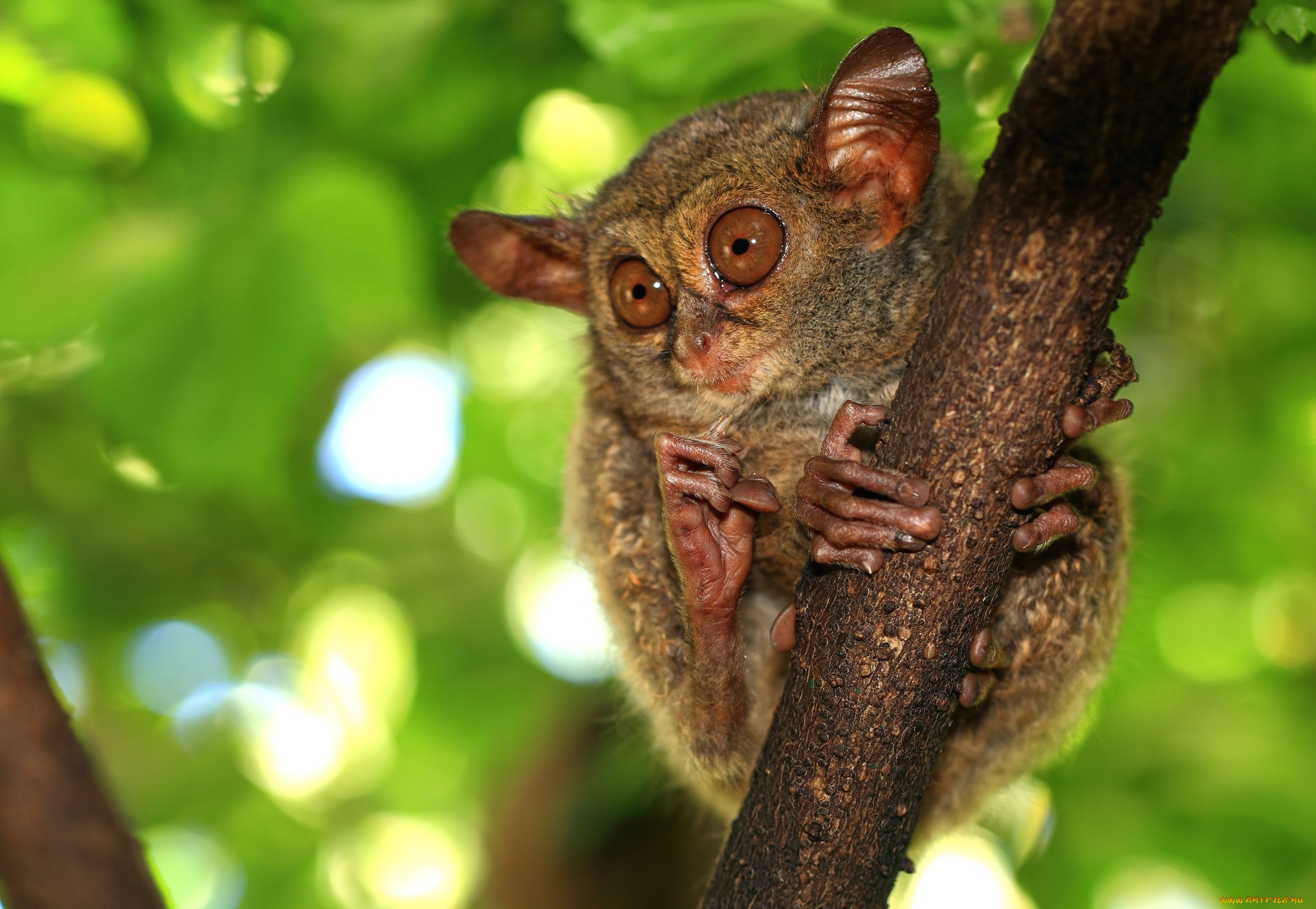 животные, долгопяты, чудик