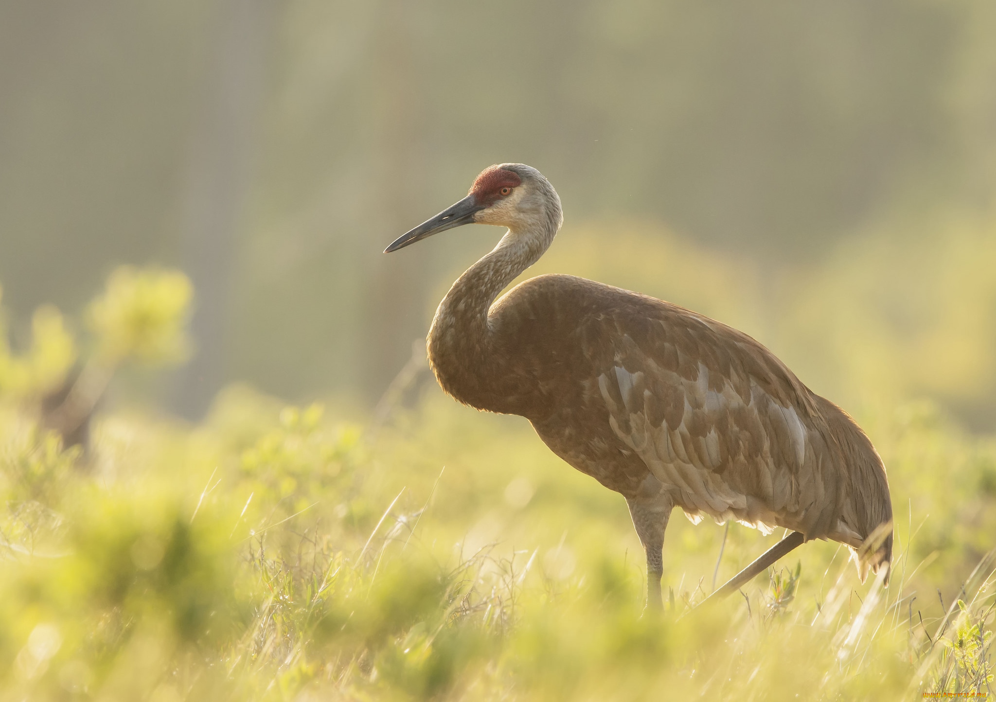 животные, журавли, клюв