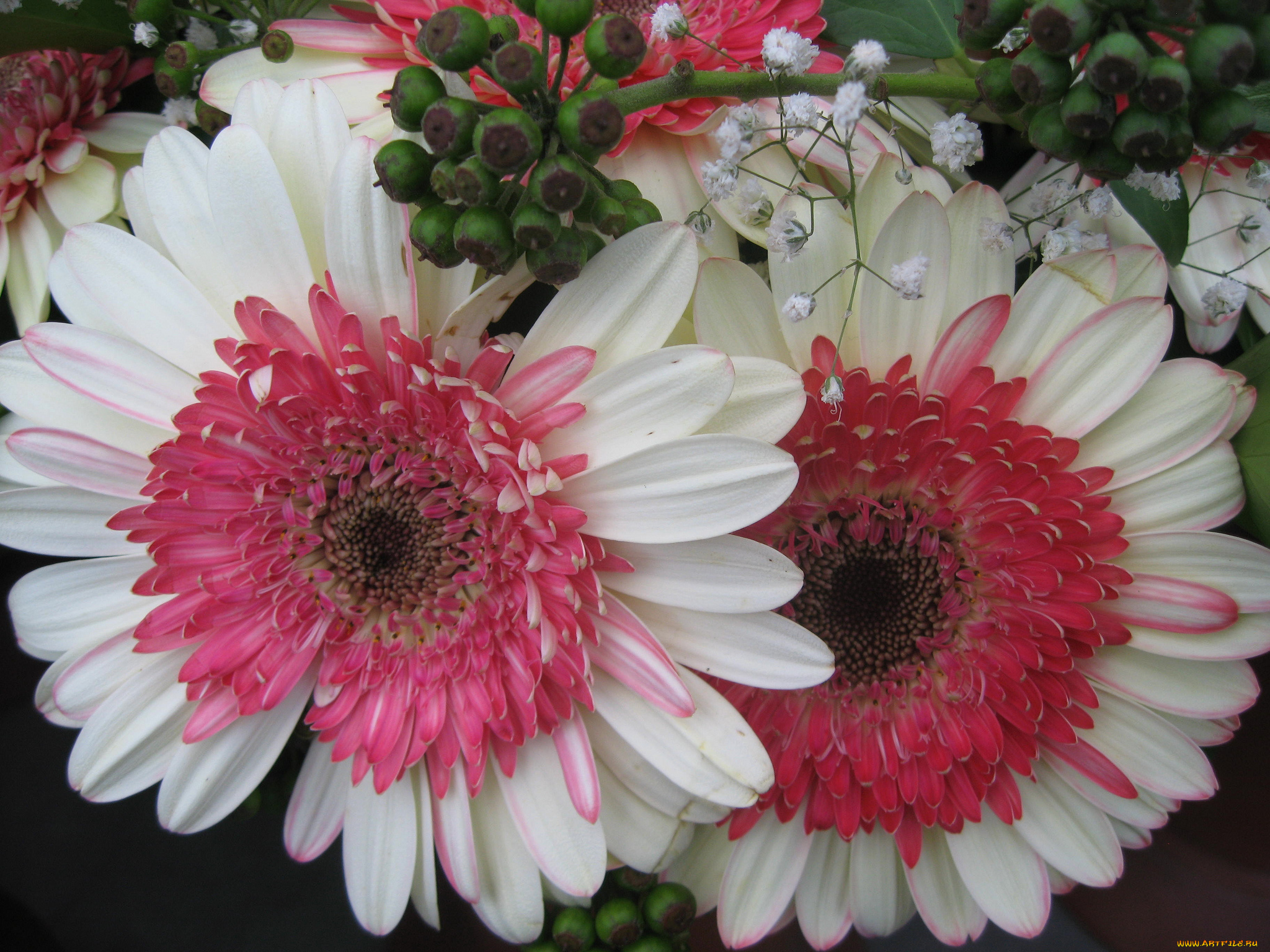 цветы, герберы