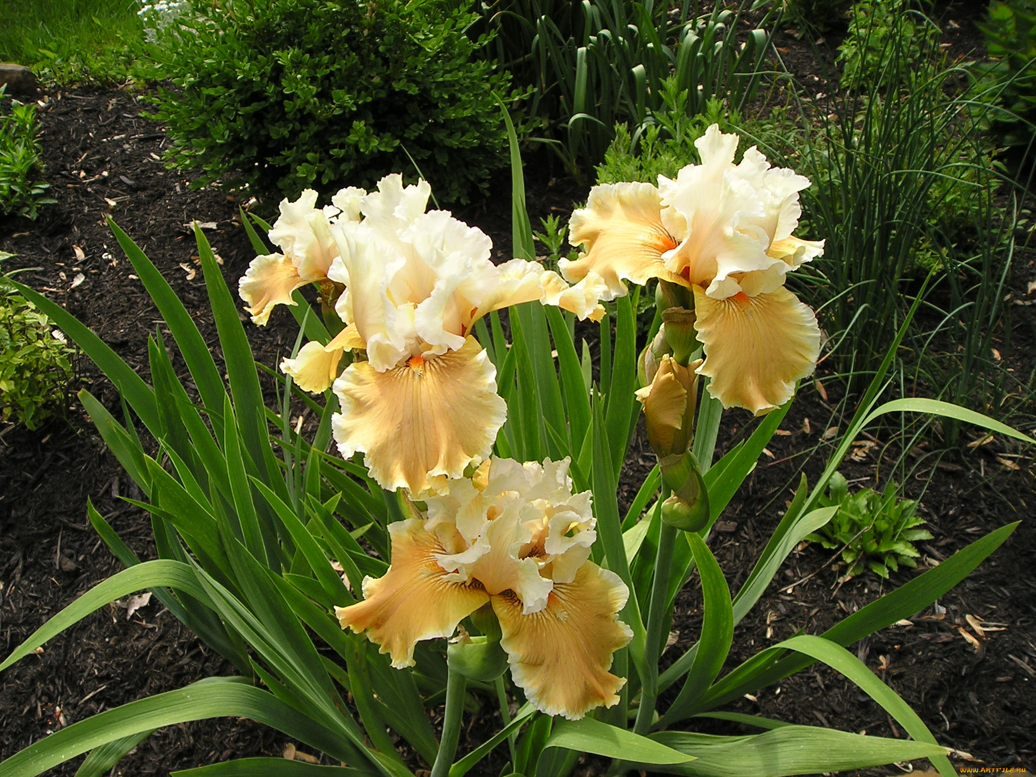 цветы, ирисы, куст