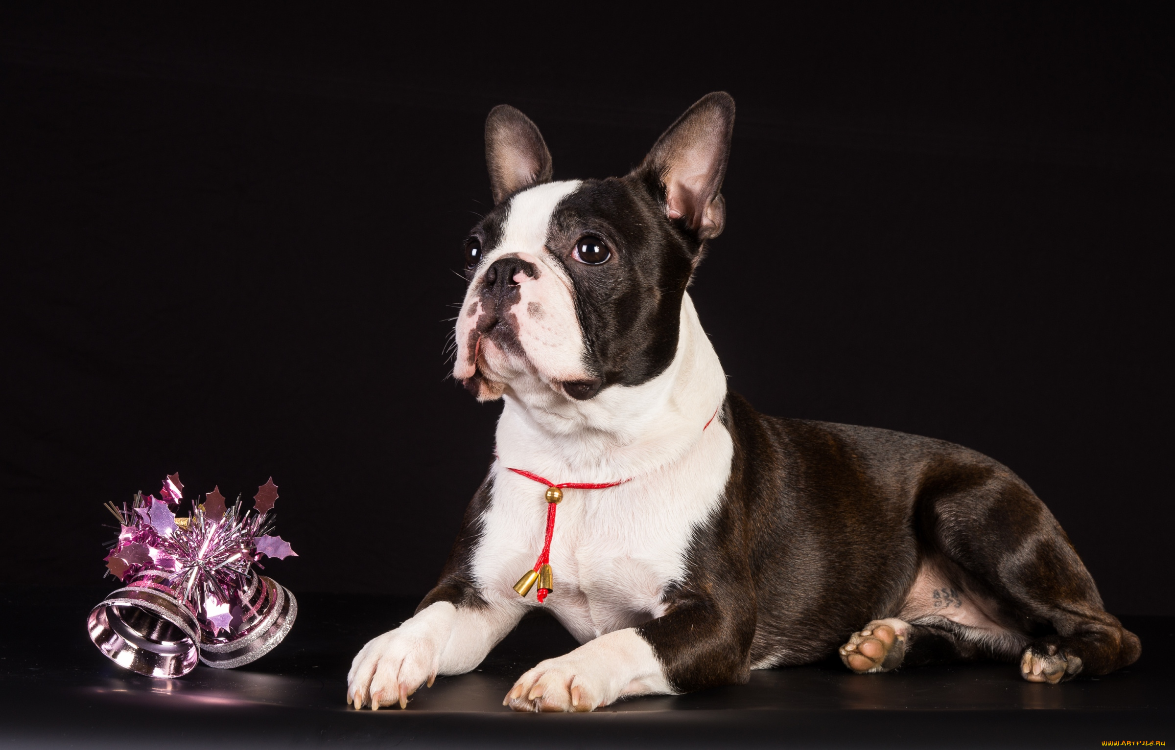 животные, собаки, щенок