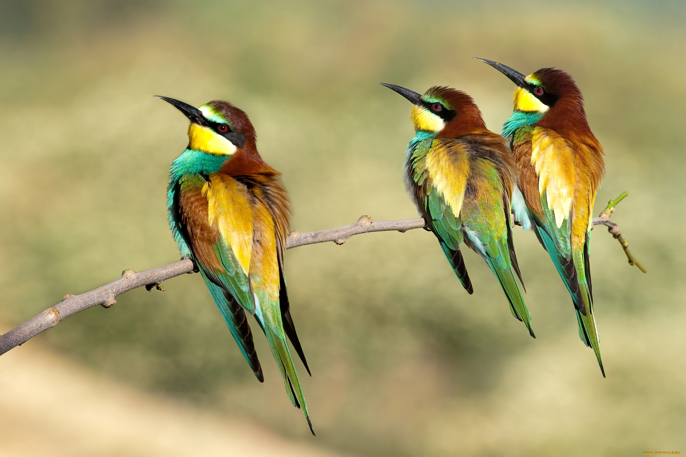 животные, щурки, , пчелоеды, троица