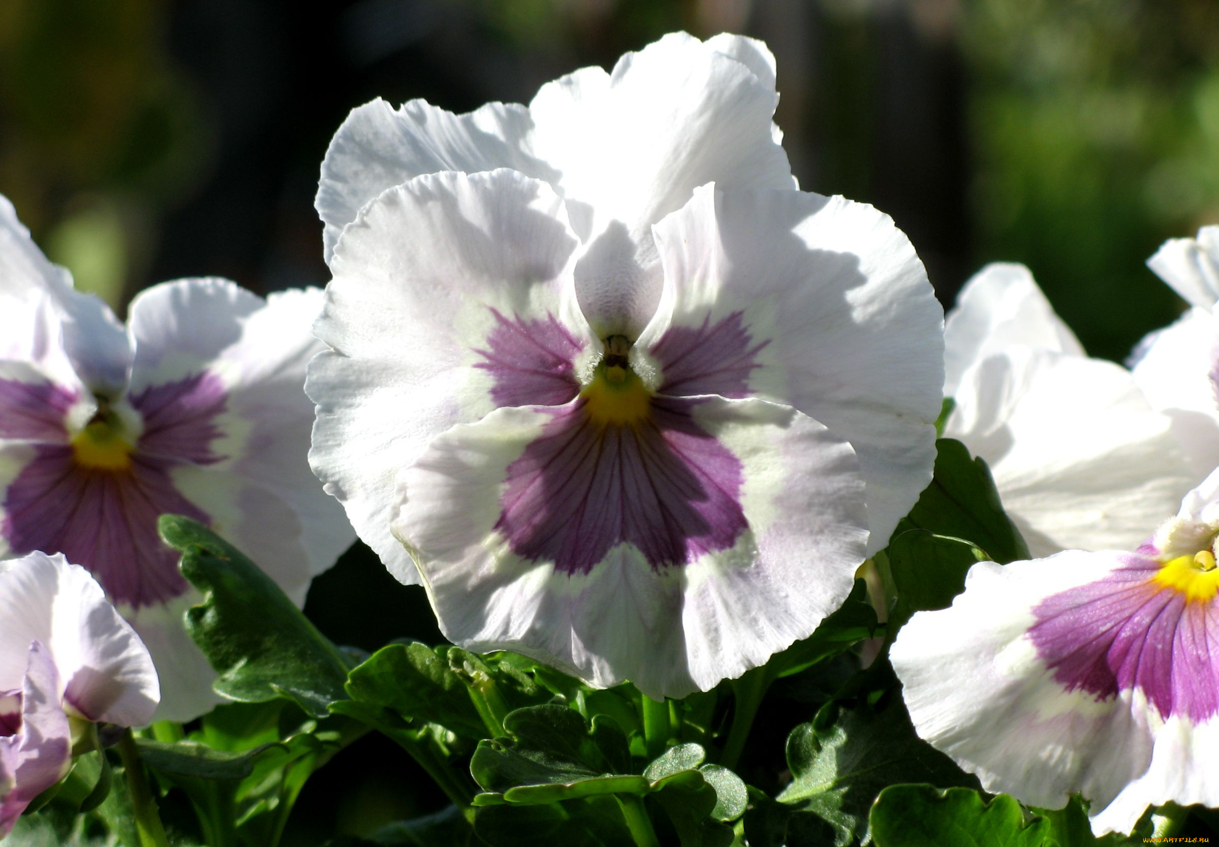 цветы, анютины, глазки, , садовые, фиалки, макро