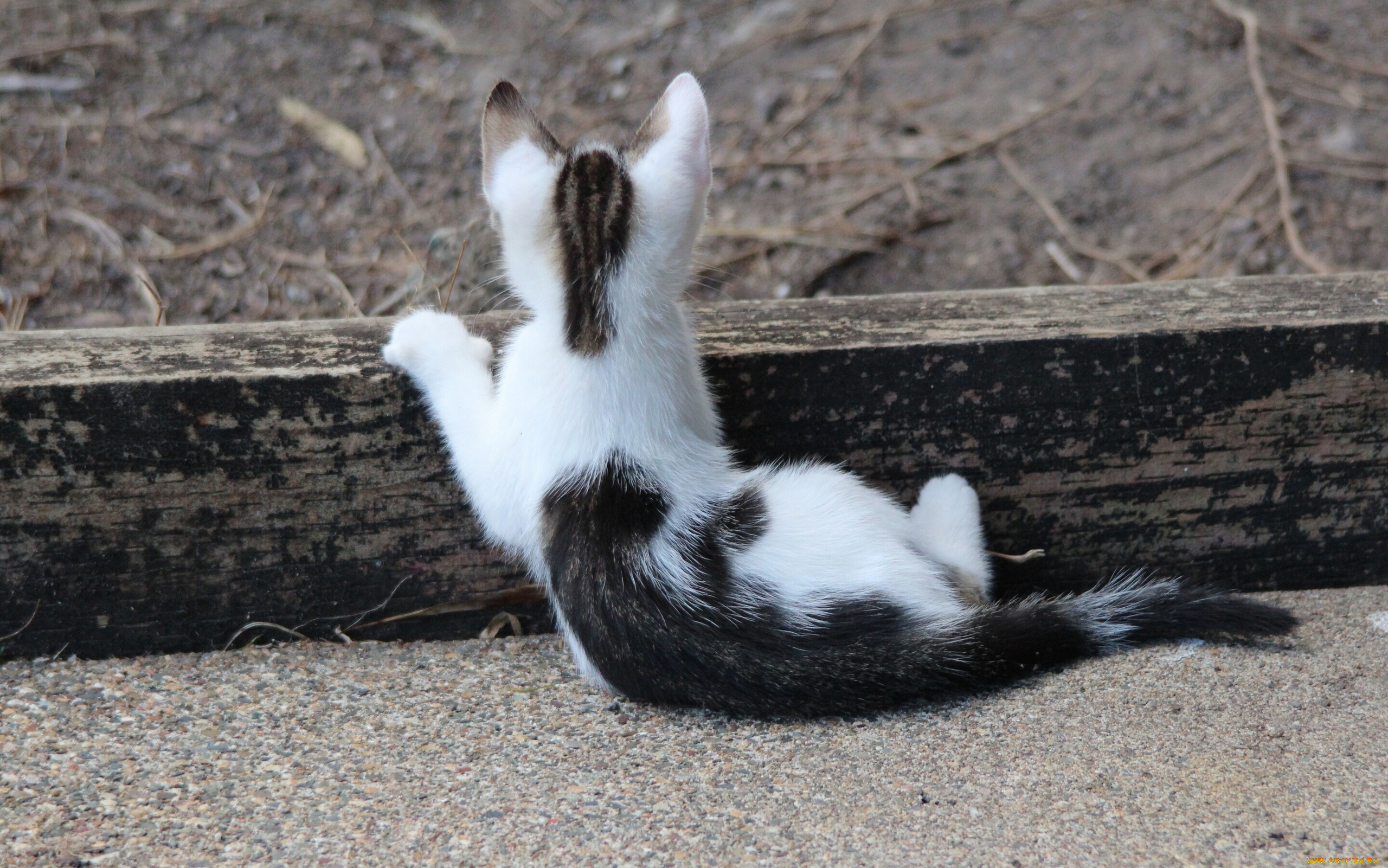 животные, коты, котёнок