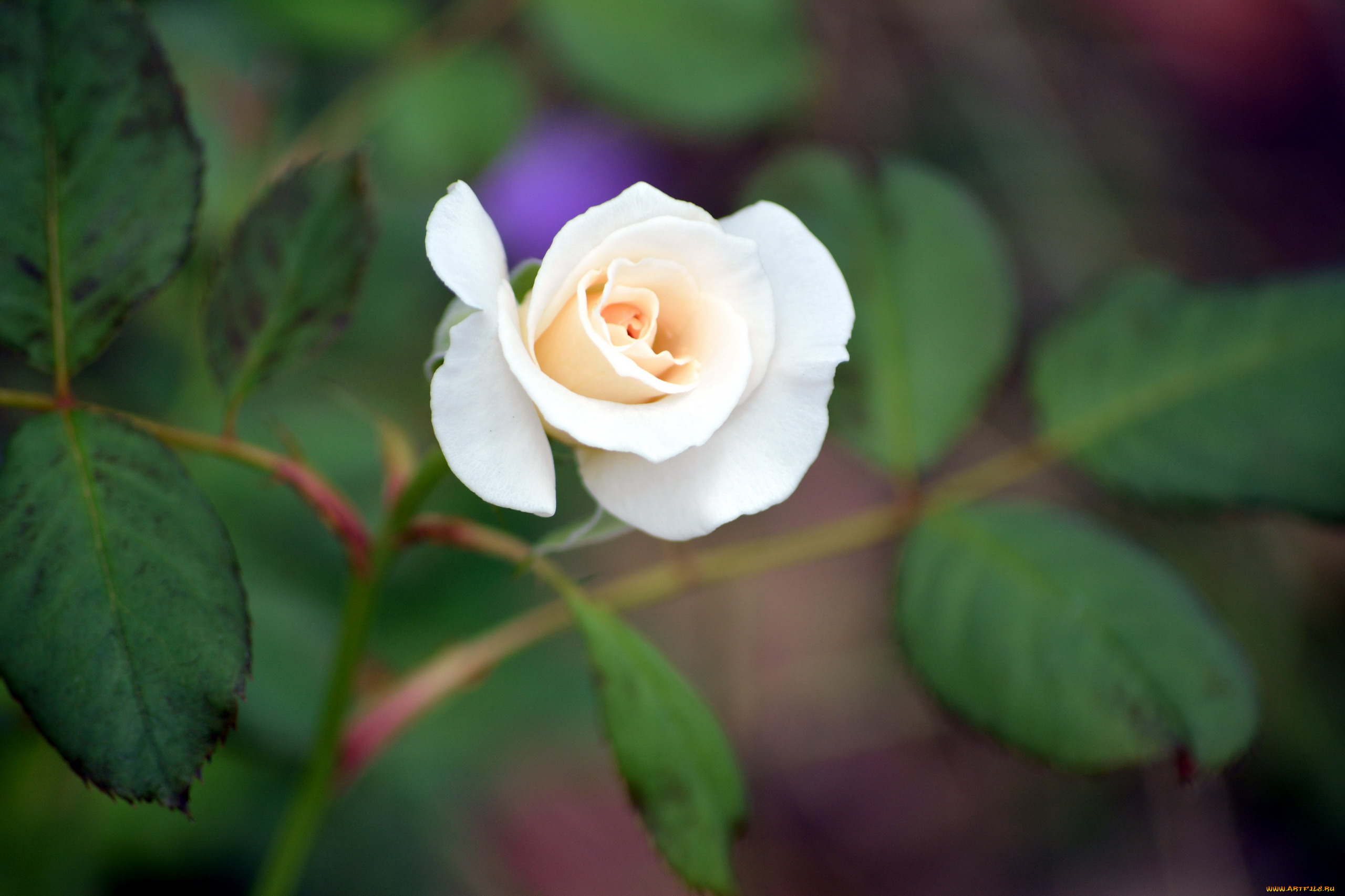 цветы, розы, бутон