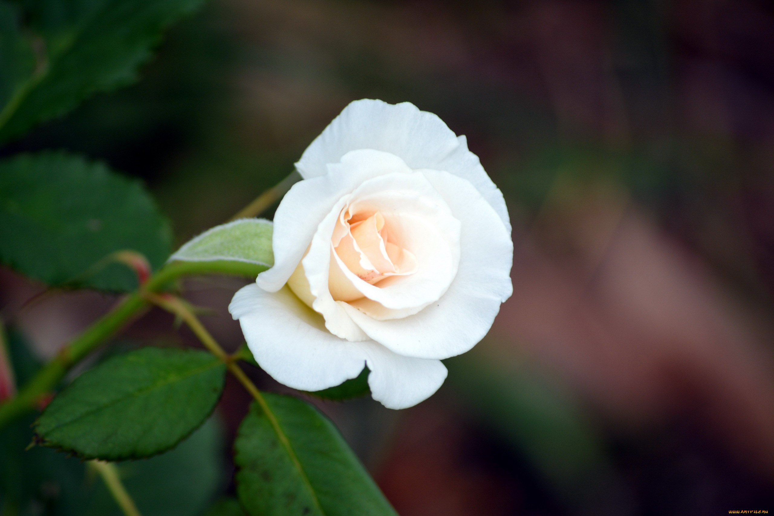 цветы, розы, бутон