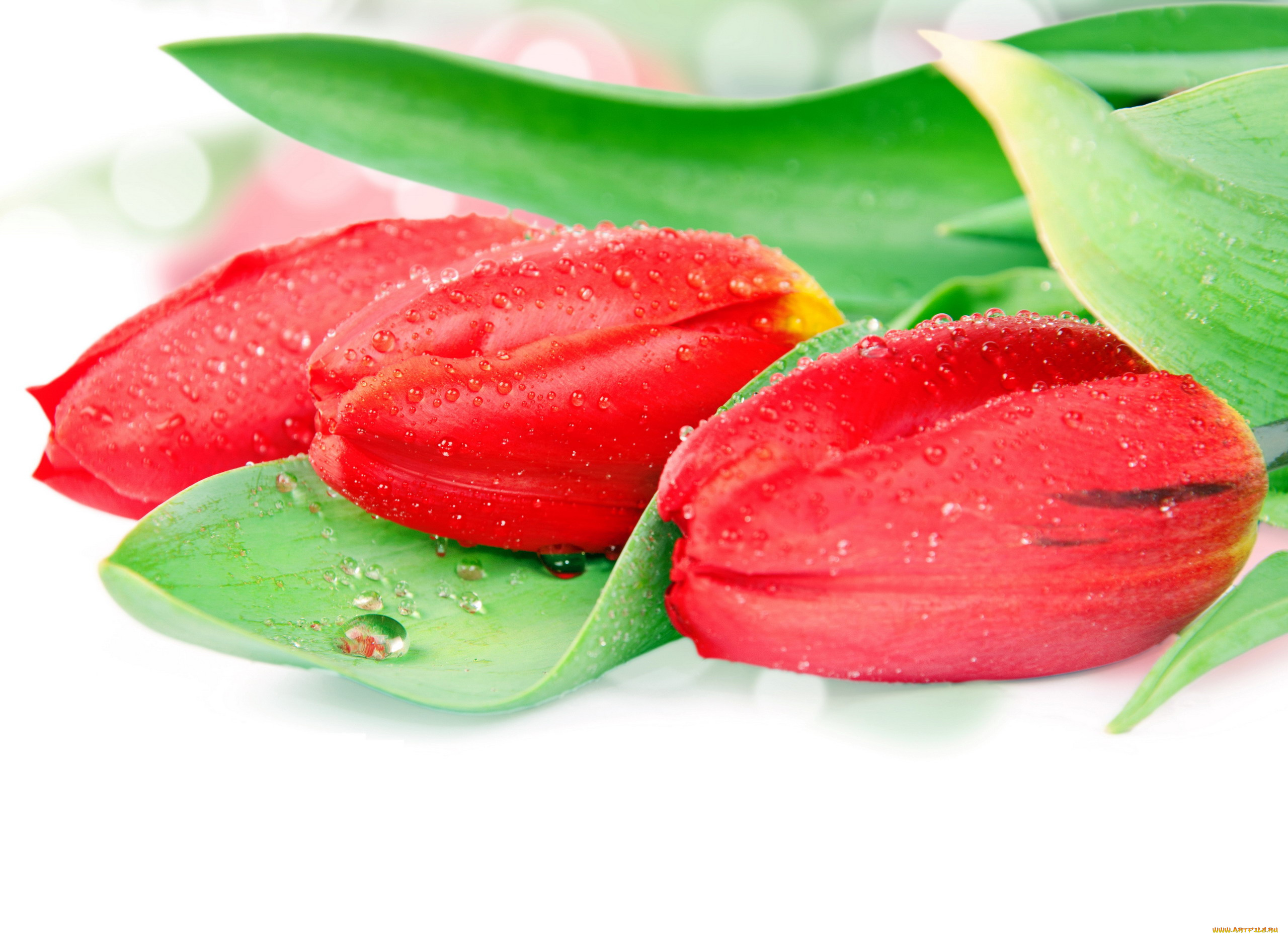 цветы, тюльпаны, капли, бутоны