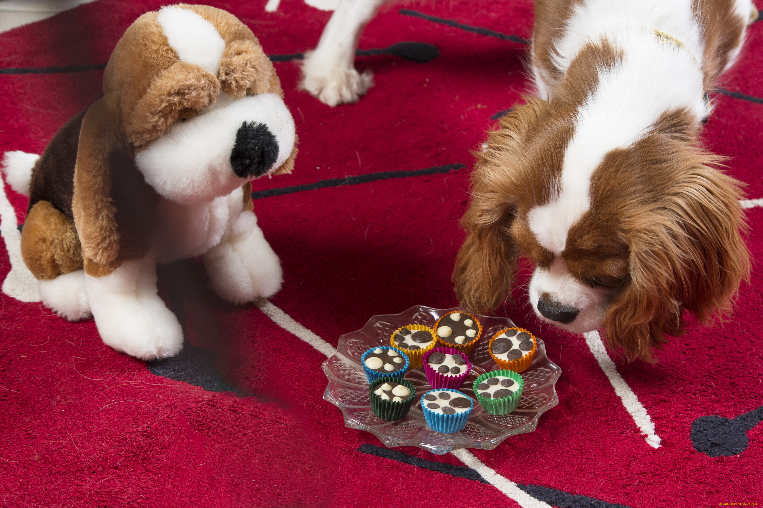 животные, собаки, тарелка, пирожные, собака, мишка