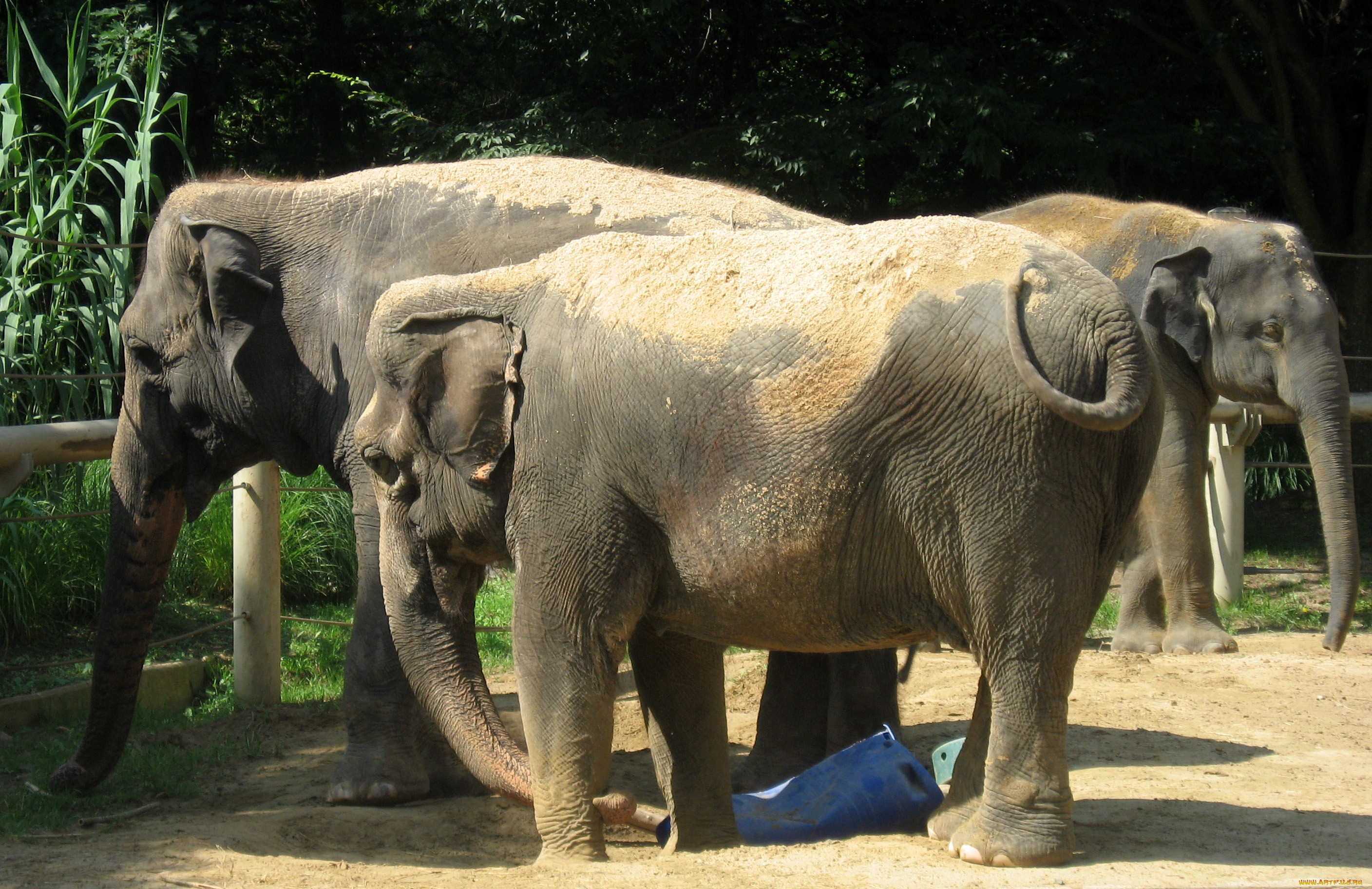 животные, слоны, вольер