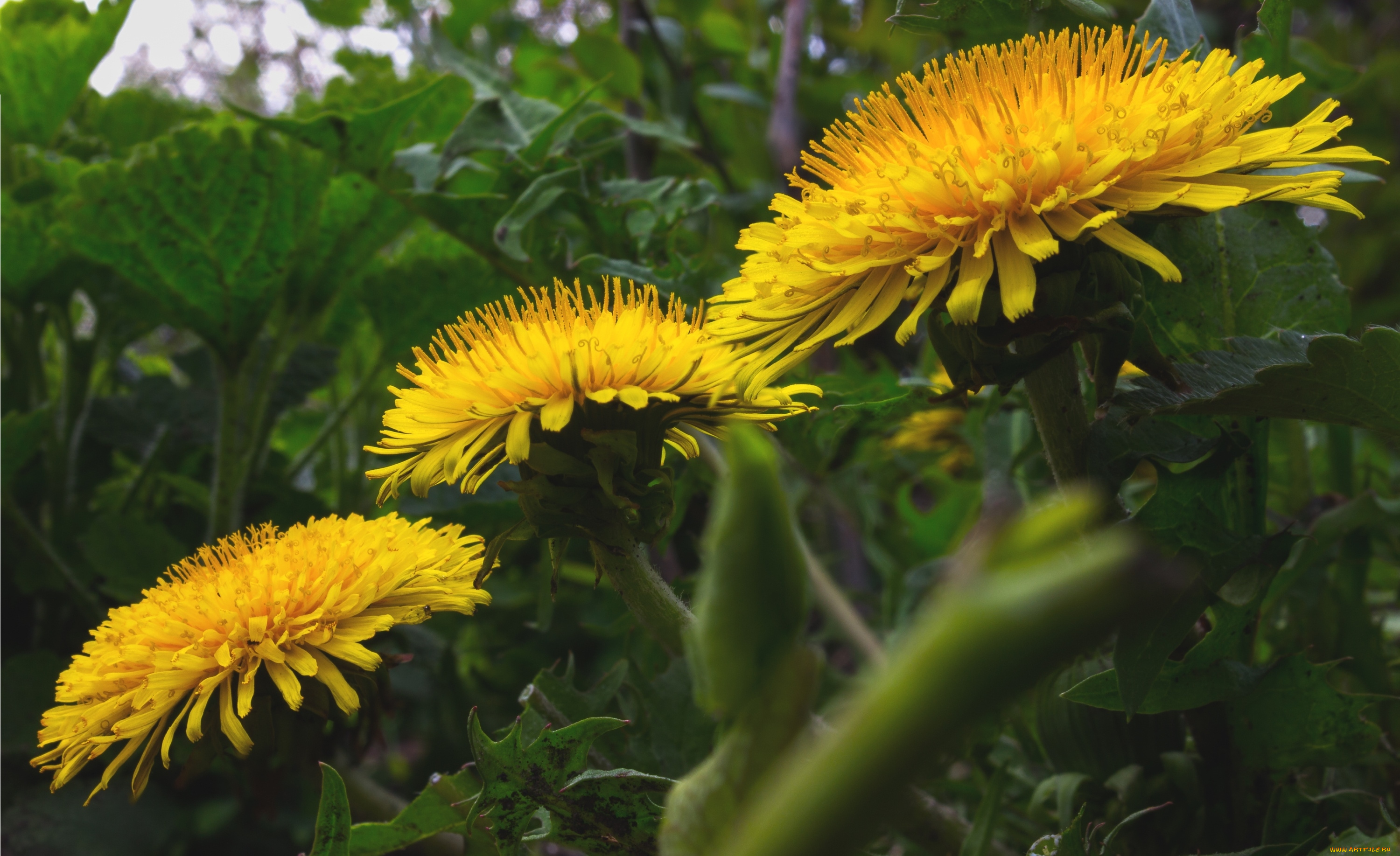 цветы, одуванчики, желтый