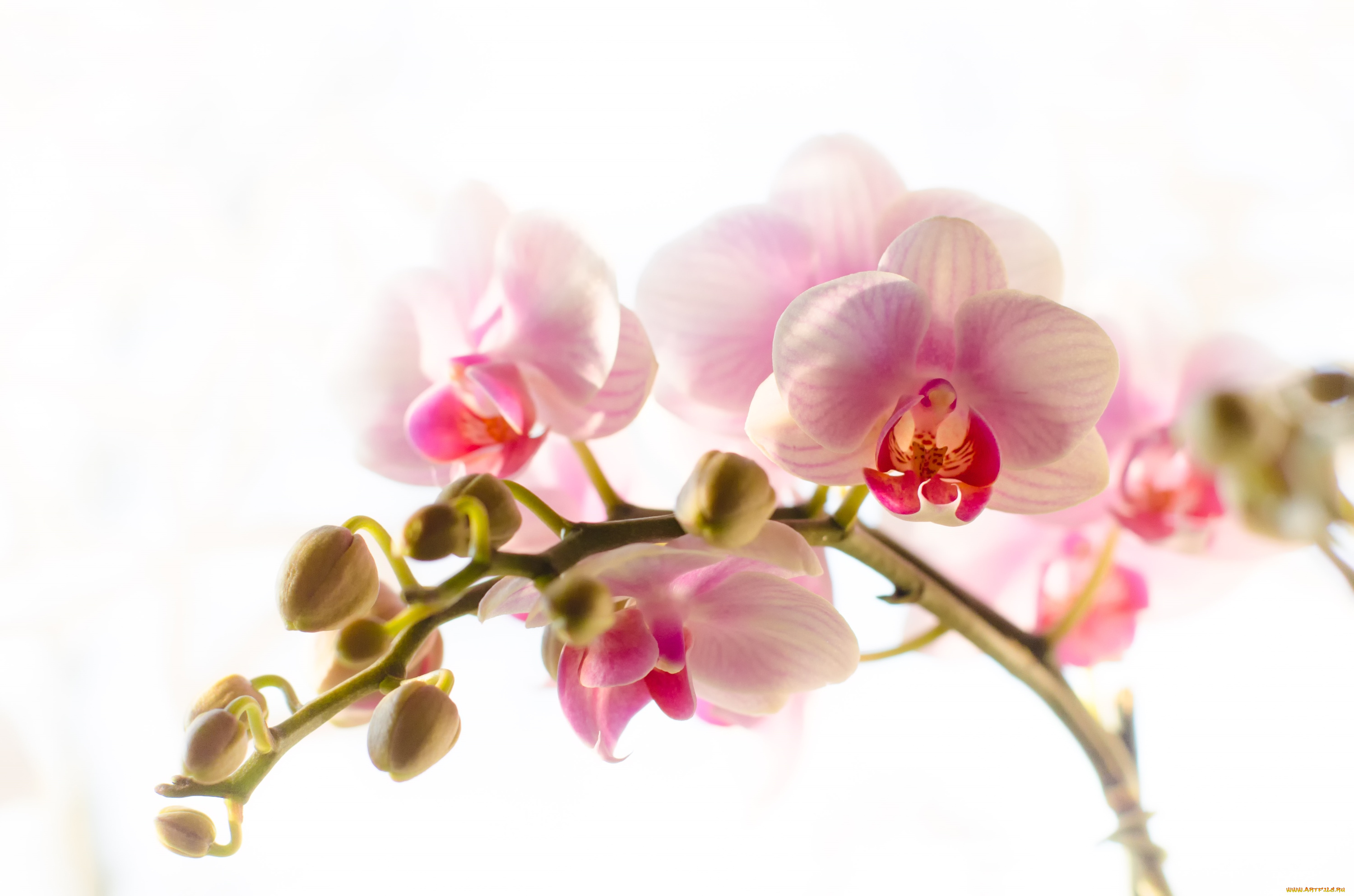 цветы, орхидеи, ветка