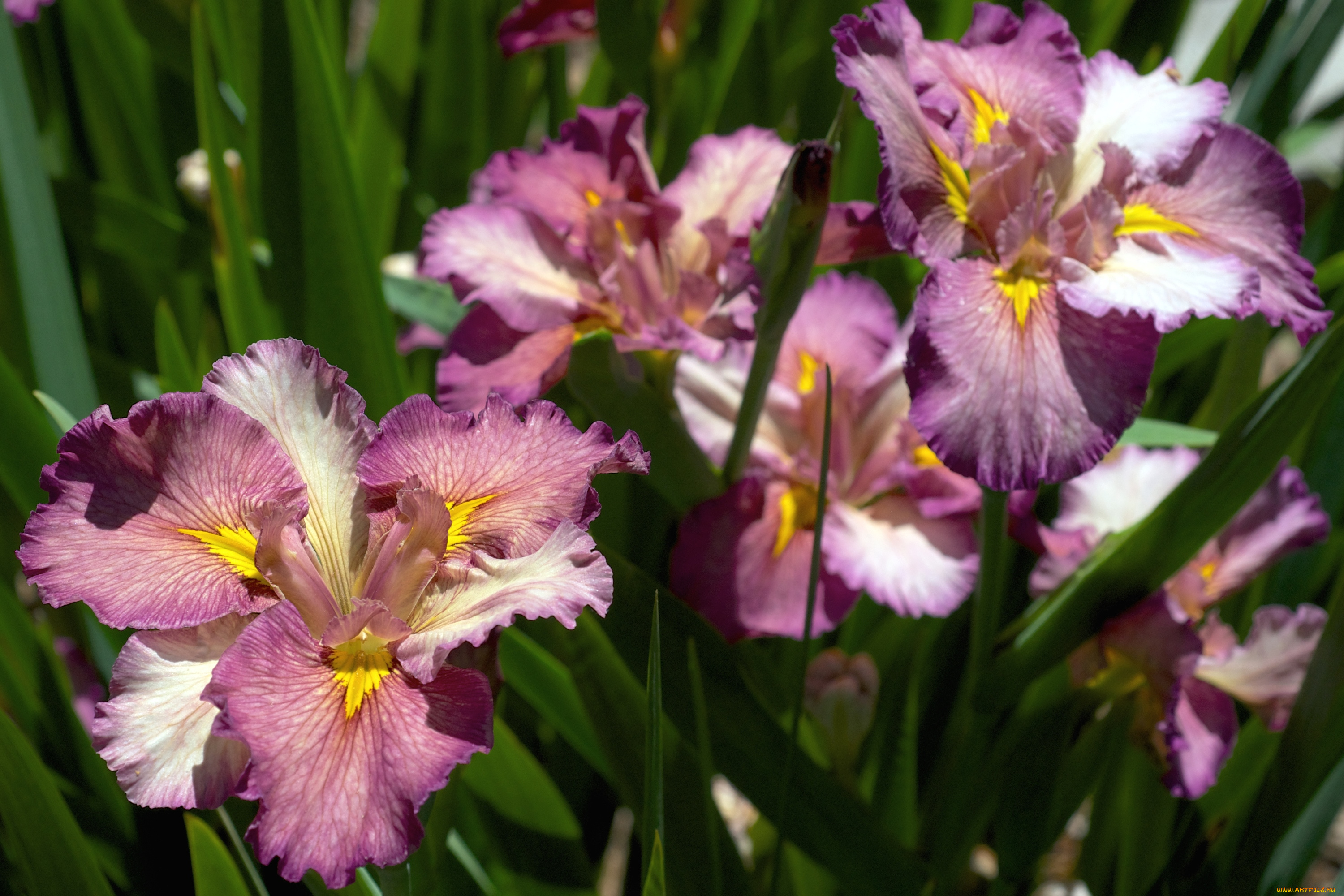 цветы, ирисы, касатики