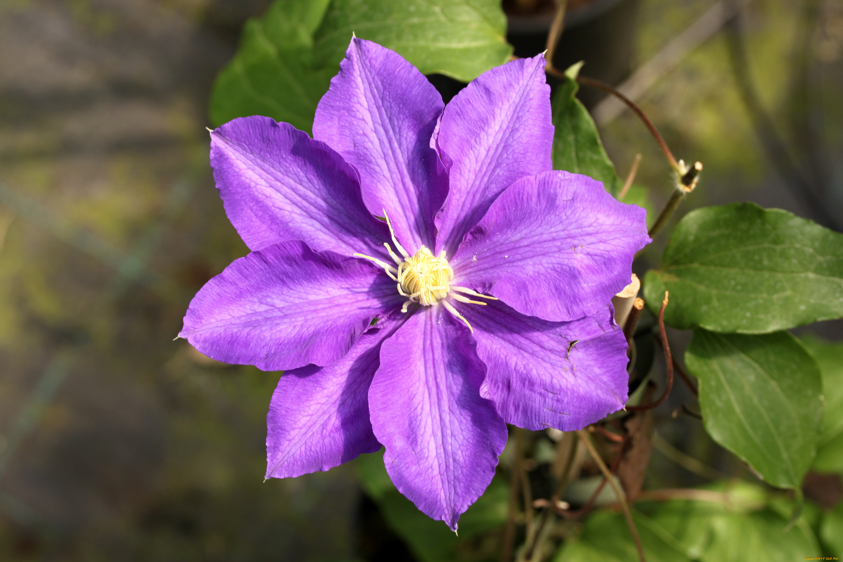 цветы, клематис, , ломонос, макро