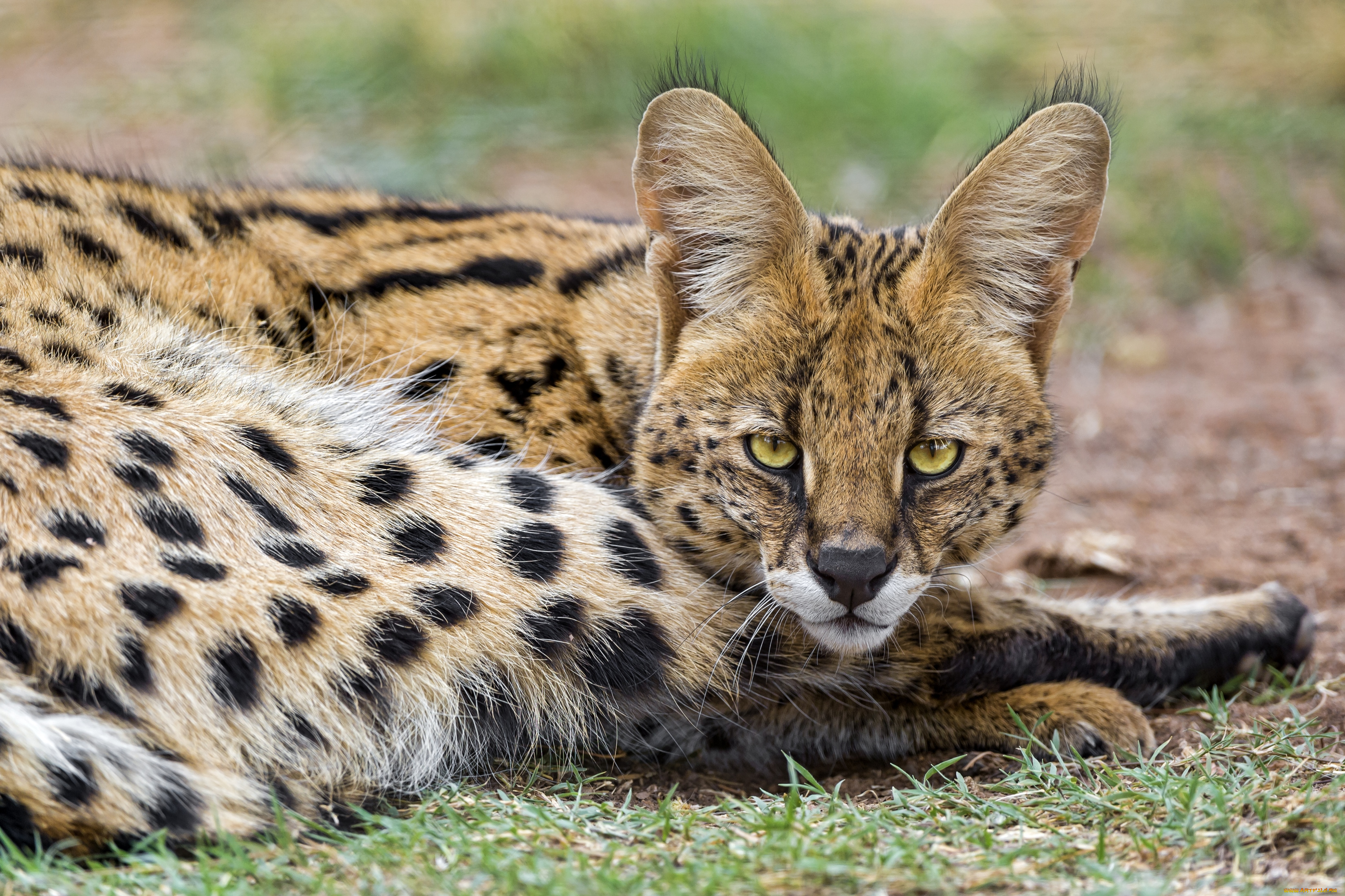 животные, сервалы, взгляд, кошка